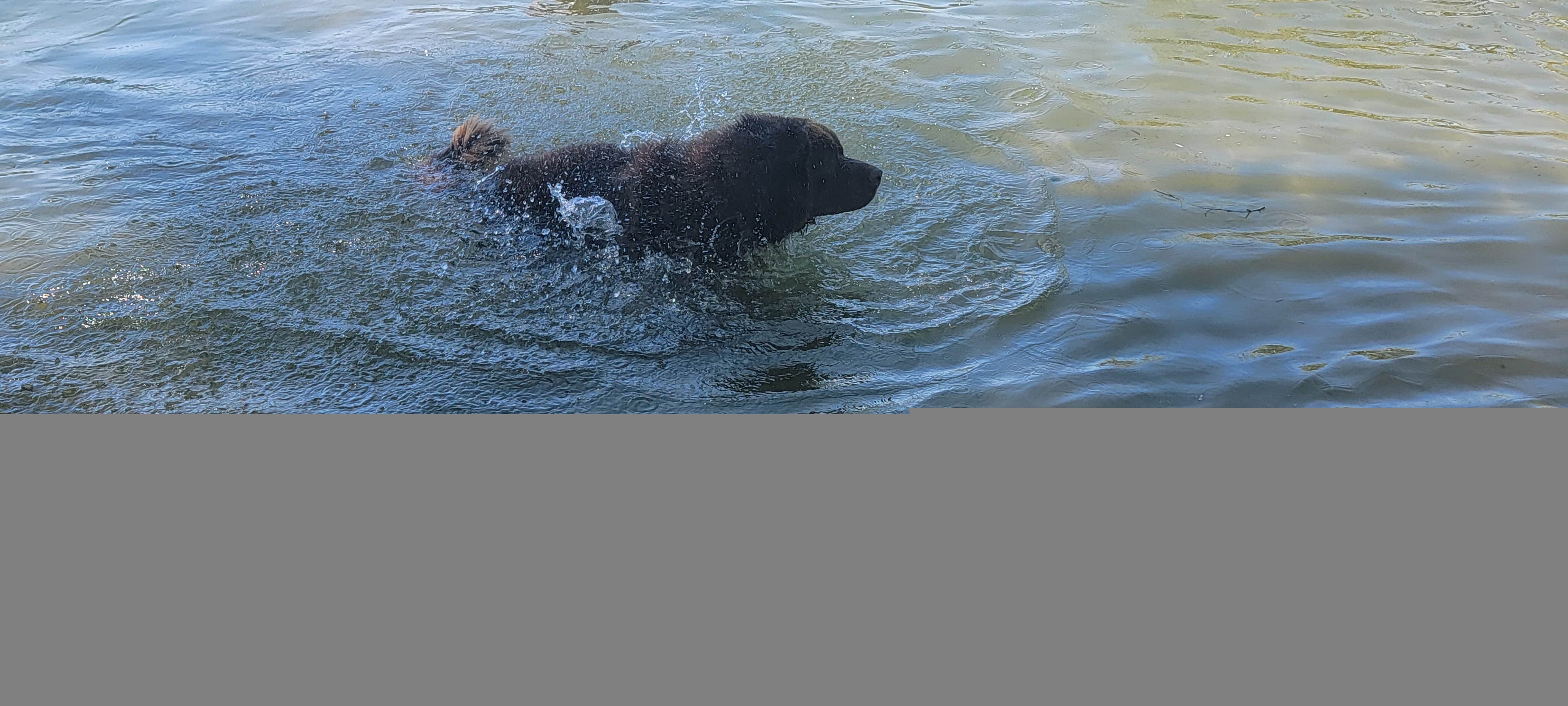 Jodi S.'s photo of camping with pets at Willow Bay RV Resort & Marina near Loon Lake, WA