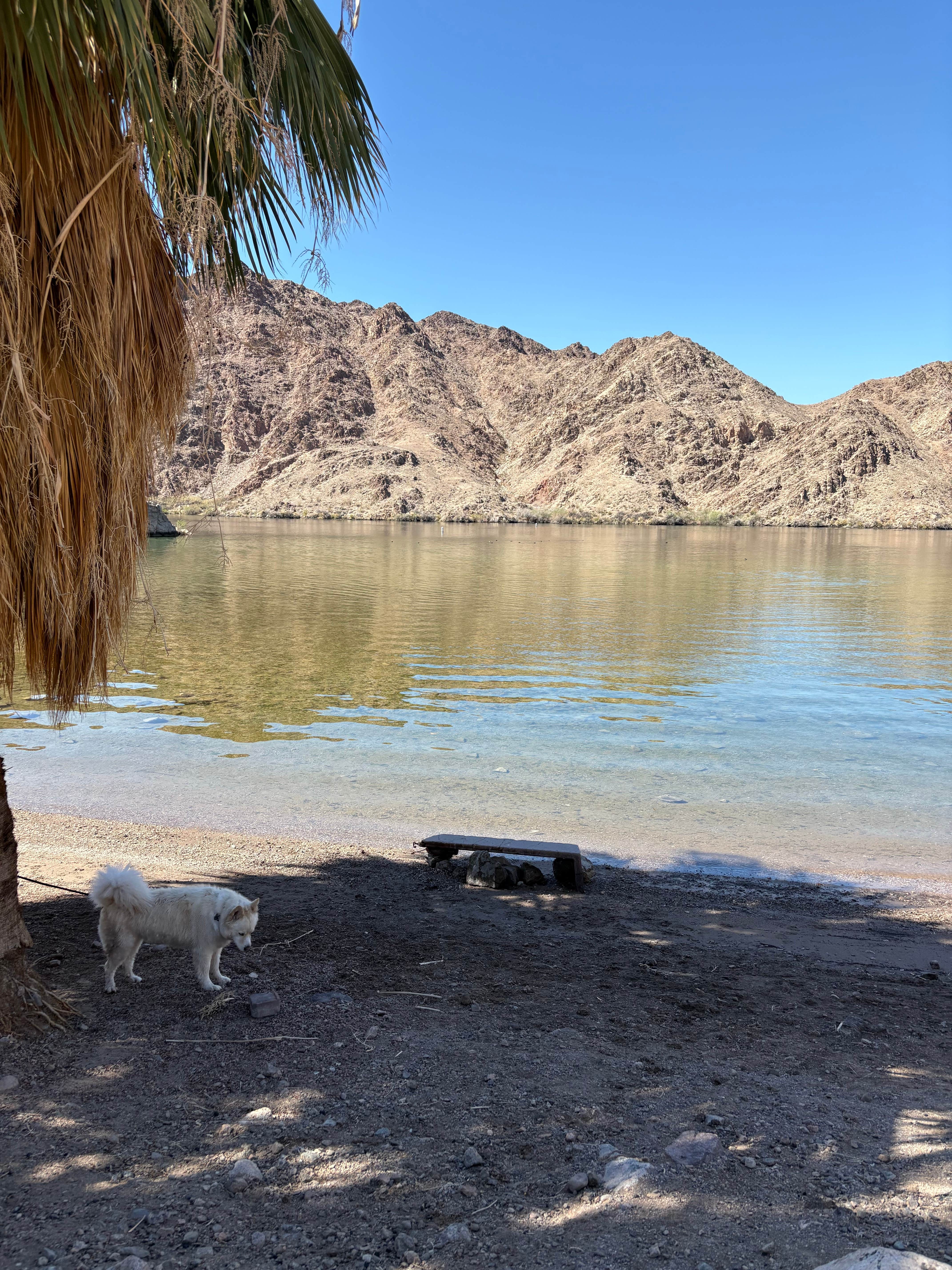 Larry  L.'s photo of camping with pets at Willow Beach Campground and RV Park near Lake Mead National Recreation Area