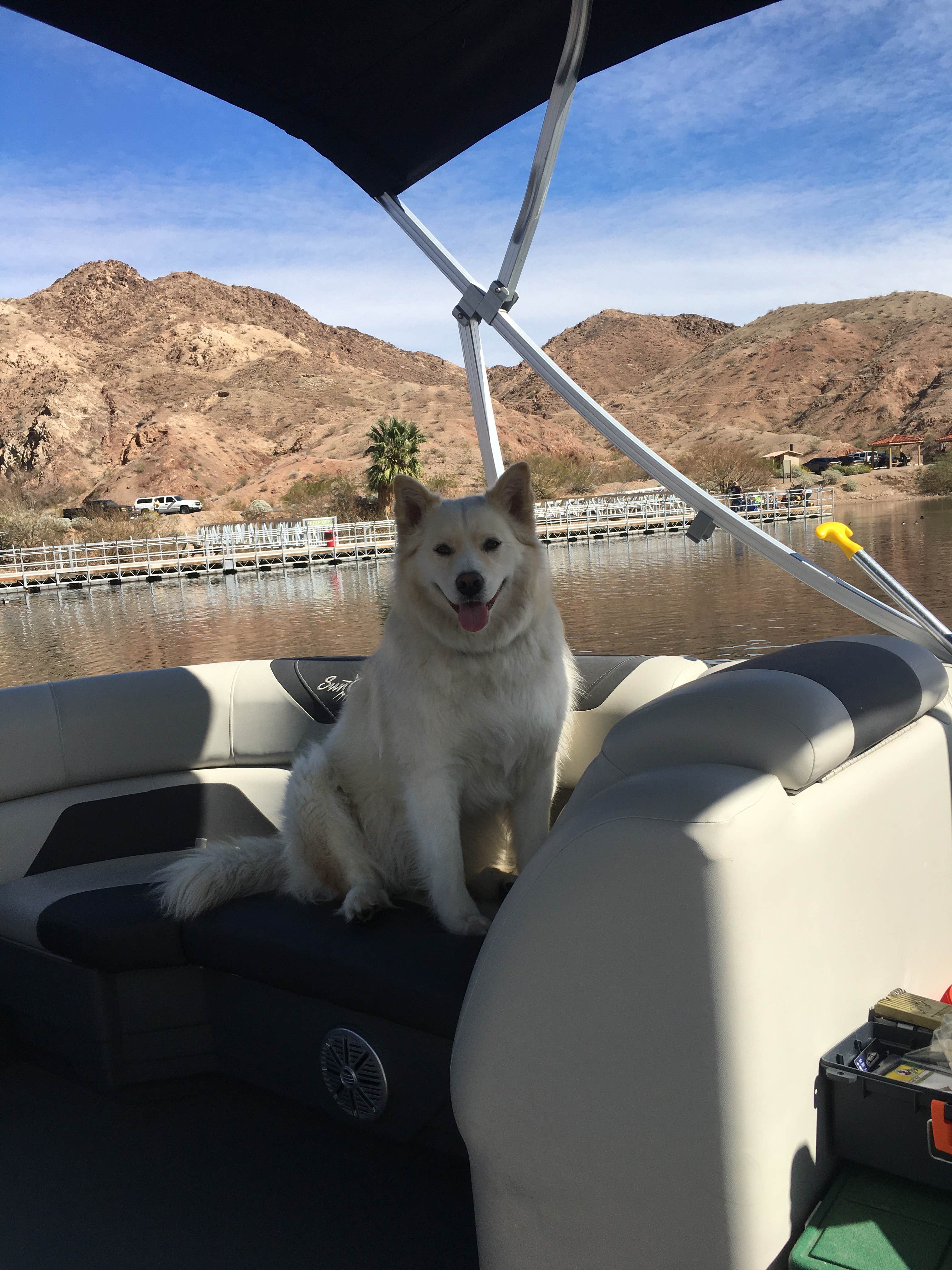 Larry  L.'s photo of camping with pets at Willow Beach Campground and RV Park near Temple Bar Marina, AZ