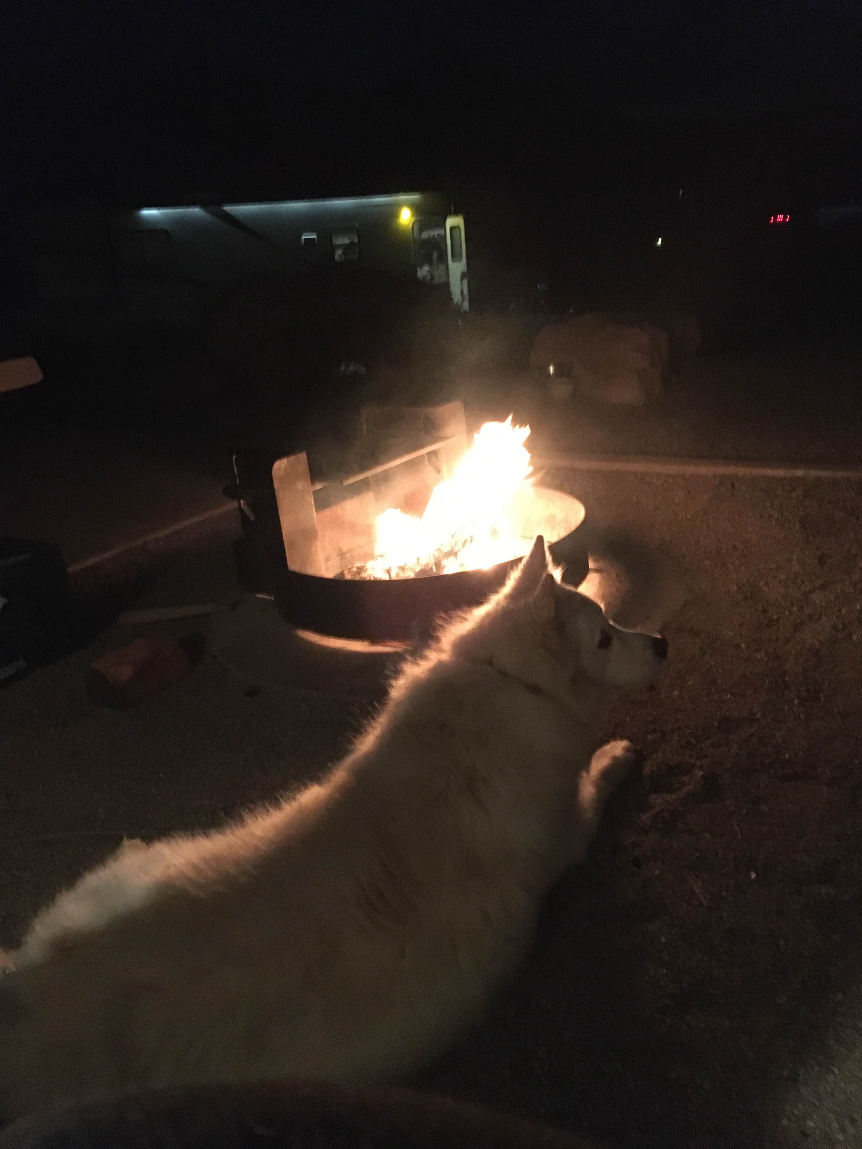 Larry  L.'s photo of camping with pets at Willow Beach Campground and RV Park near Meadview, AZ