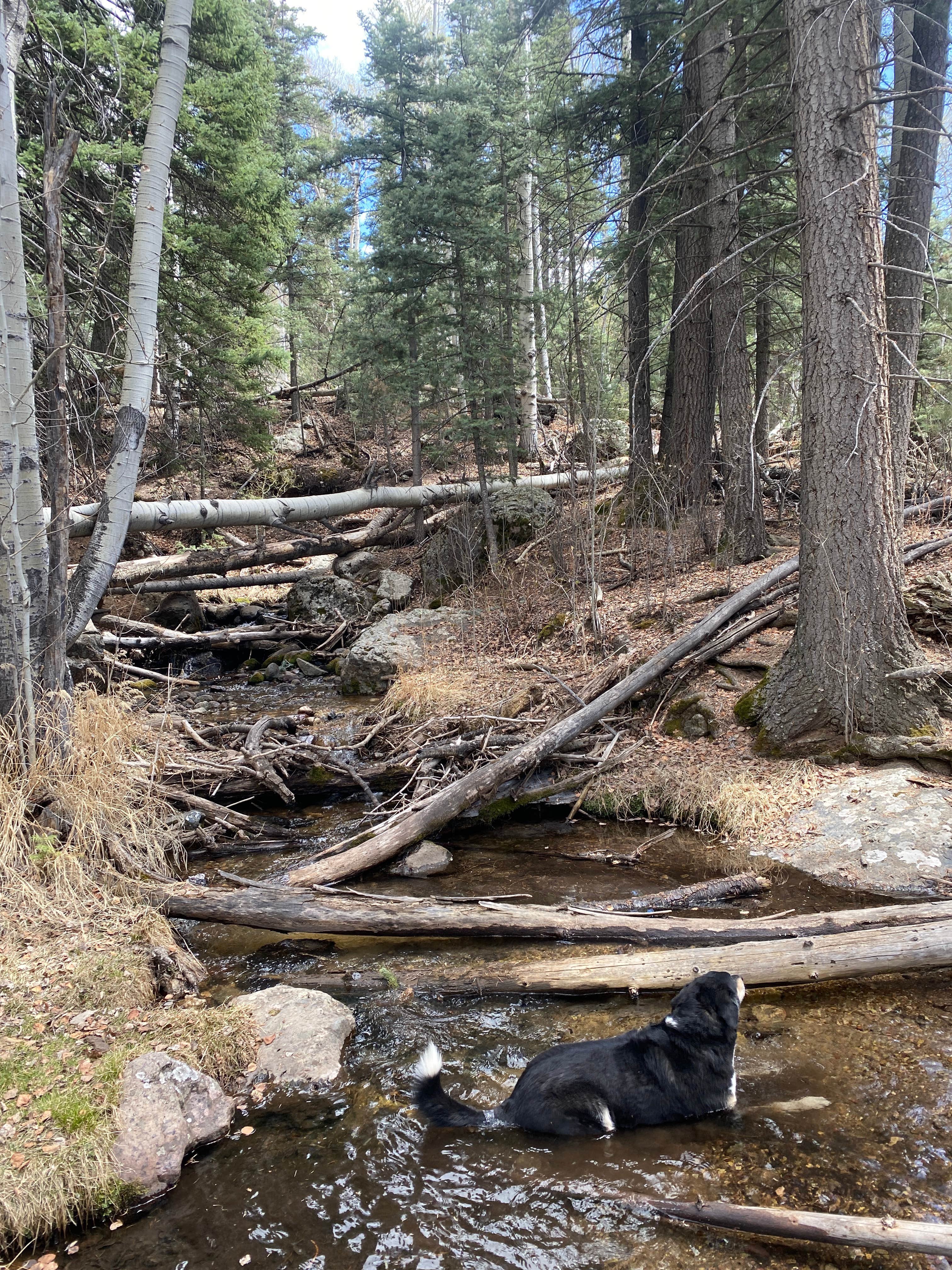 Camper-submitted photo at Willow Creek Trail near Mosca, CO