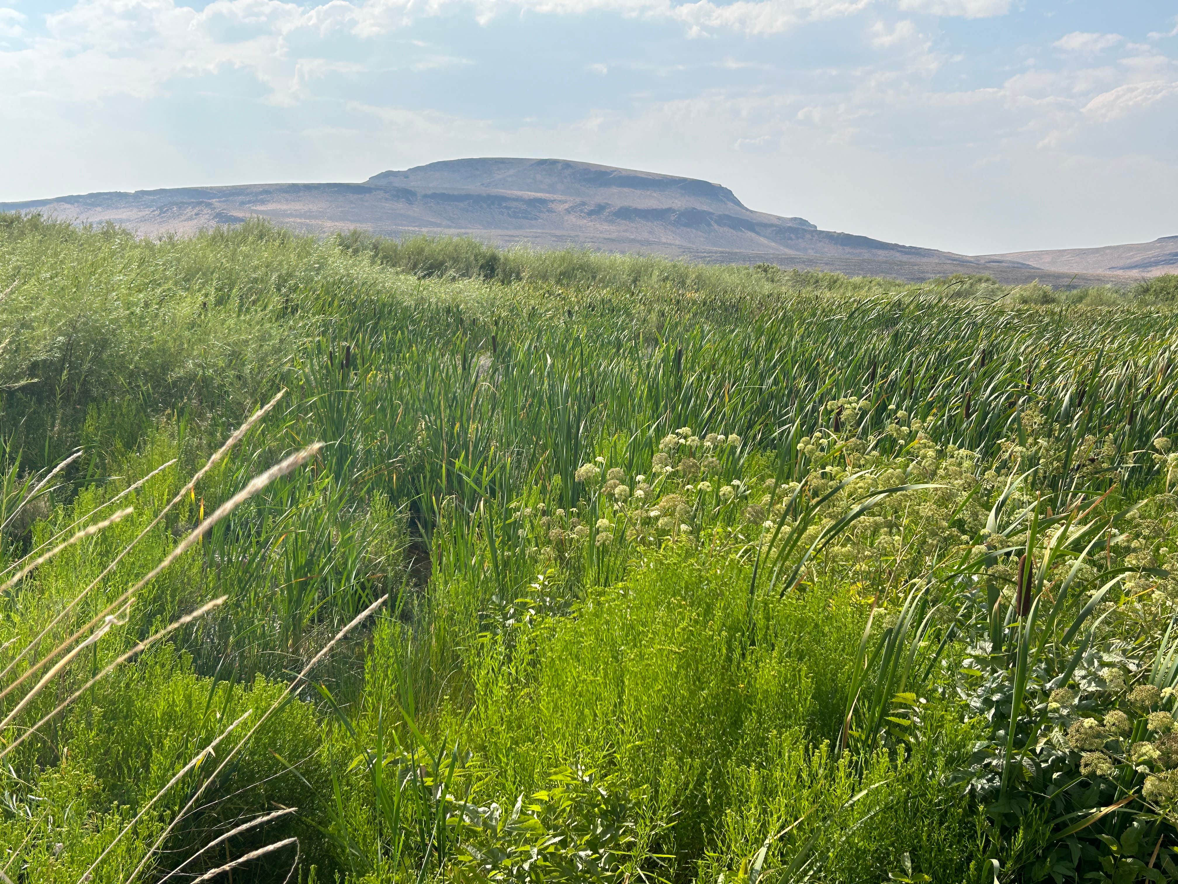 Camper-submitted photo at Willow Creek - Willow Creek Hot Springs near Denio, NV