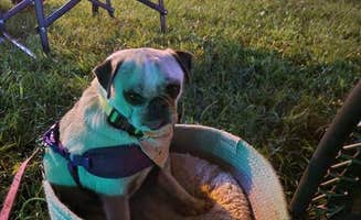 Kevin C.'s photo of camping with pets at Willow Lake Campground near Erie, PA