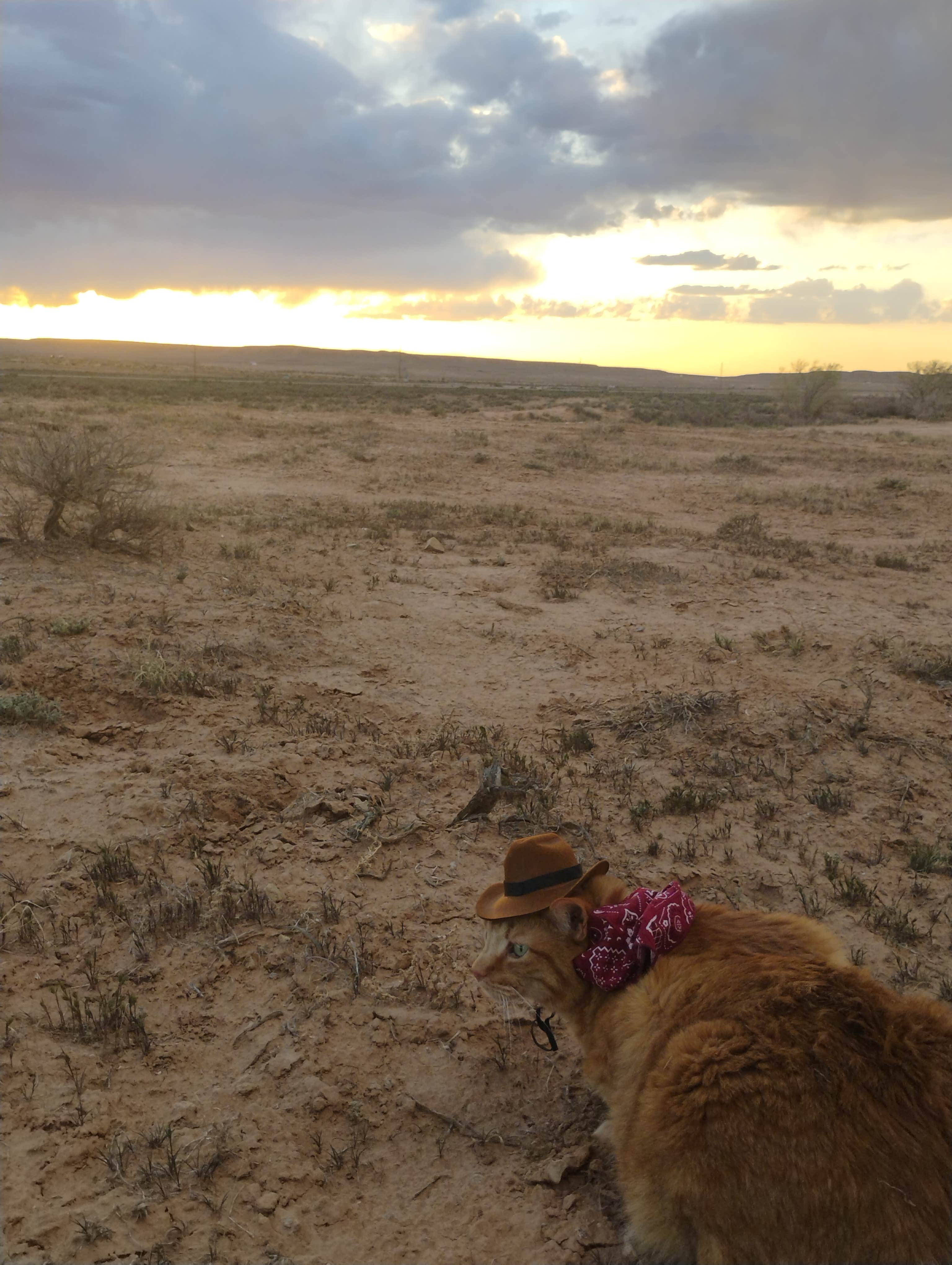 atea J.'s photo of camping with pets at South Klondike Bluffs / Road 142 Dispersed near Green River, UT