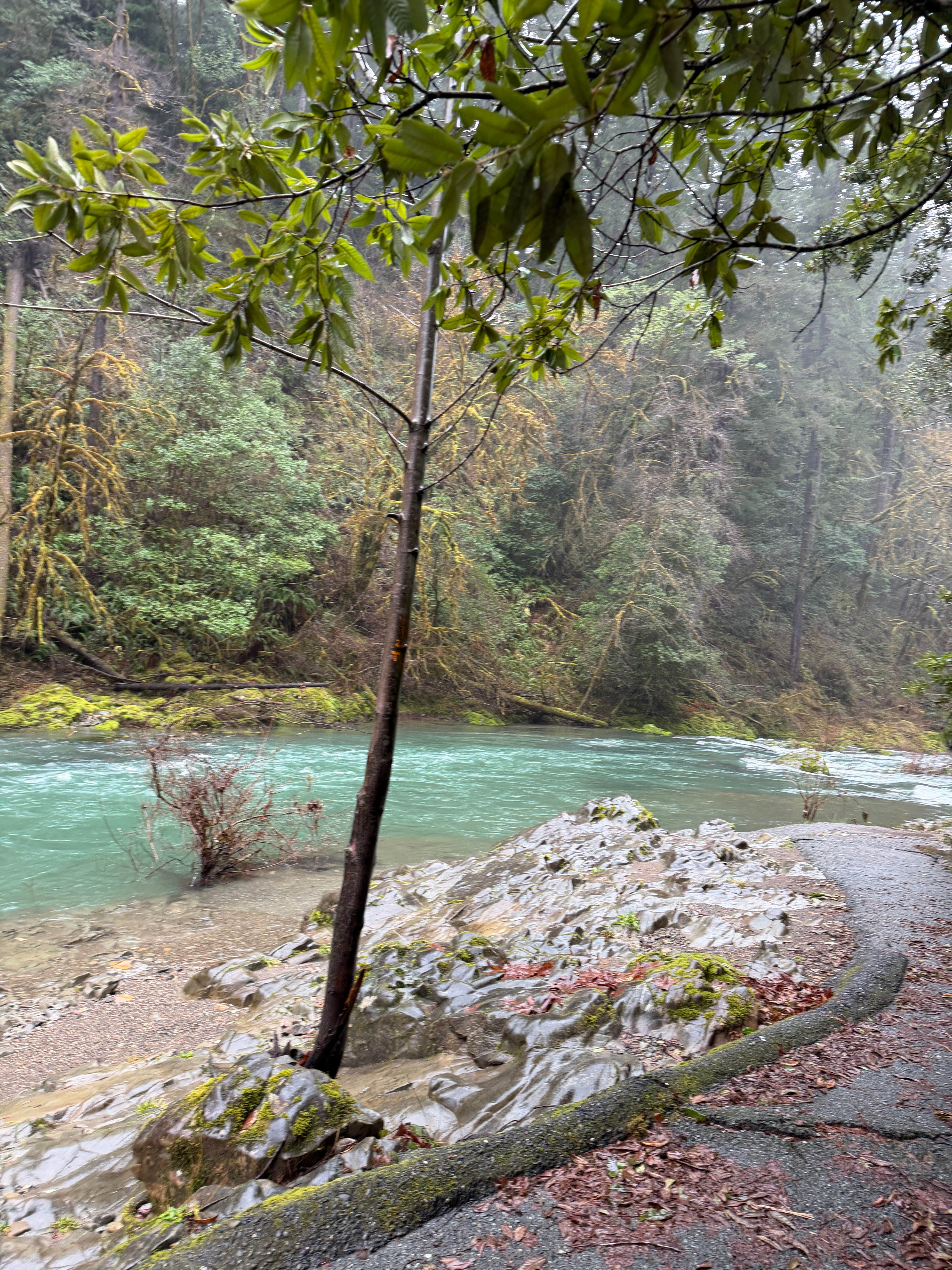 Camper-submitted photo at winchuck bear creek dispersed near Gasquet, CA