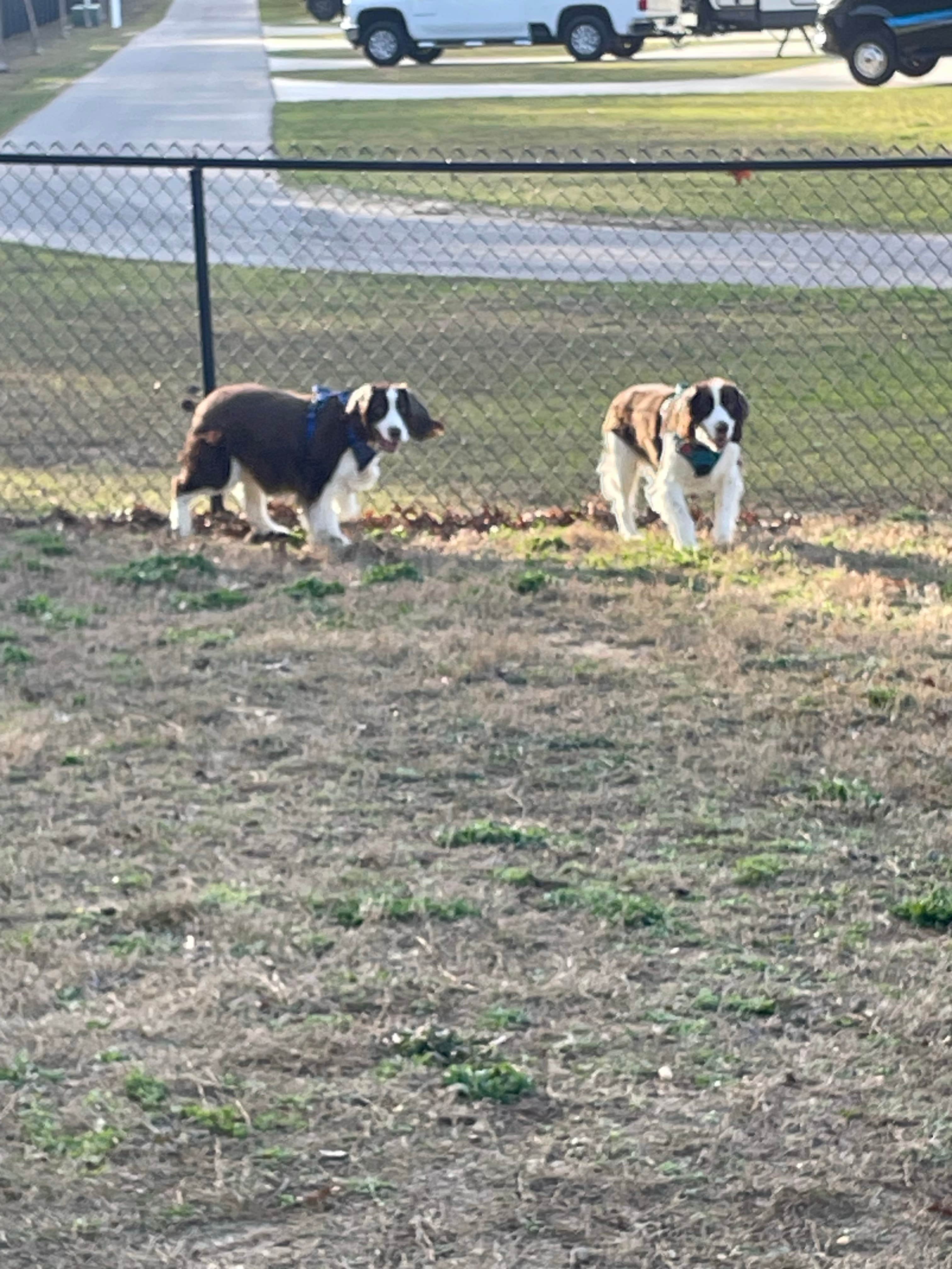 Joel R.'s photo of camping with pets at Wind Creek Atmore Casino RV Park near West Blocton, AL