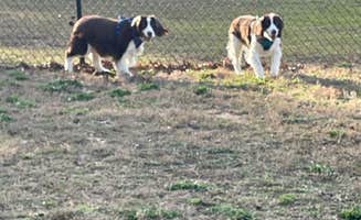 Joel R.'s photo of camping with pets at Wind Creek Atmore Casino RV Park near Columbiana, AL