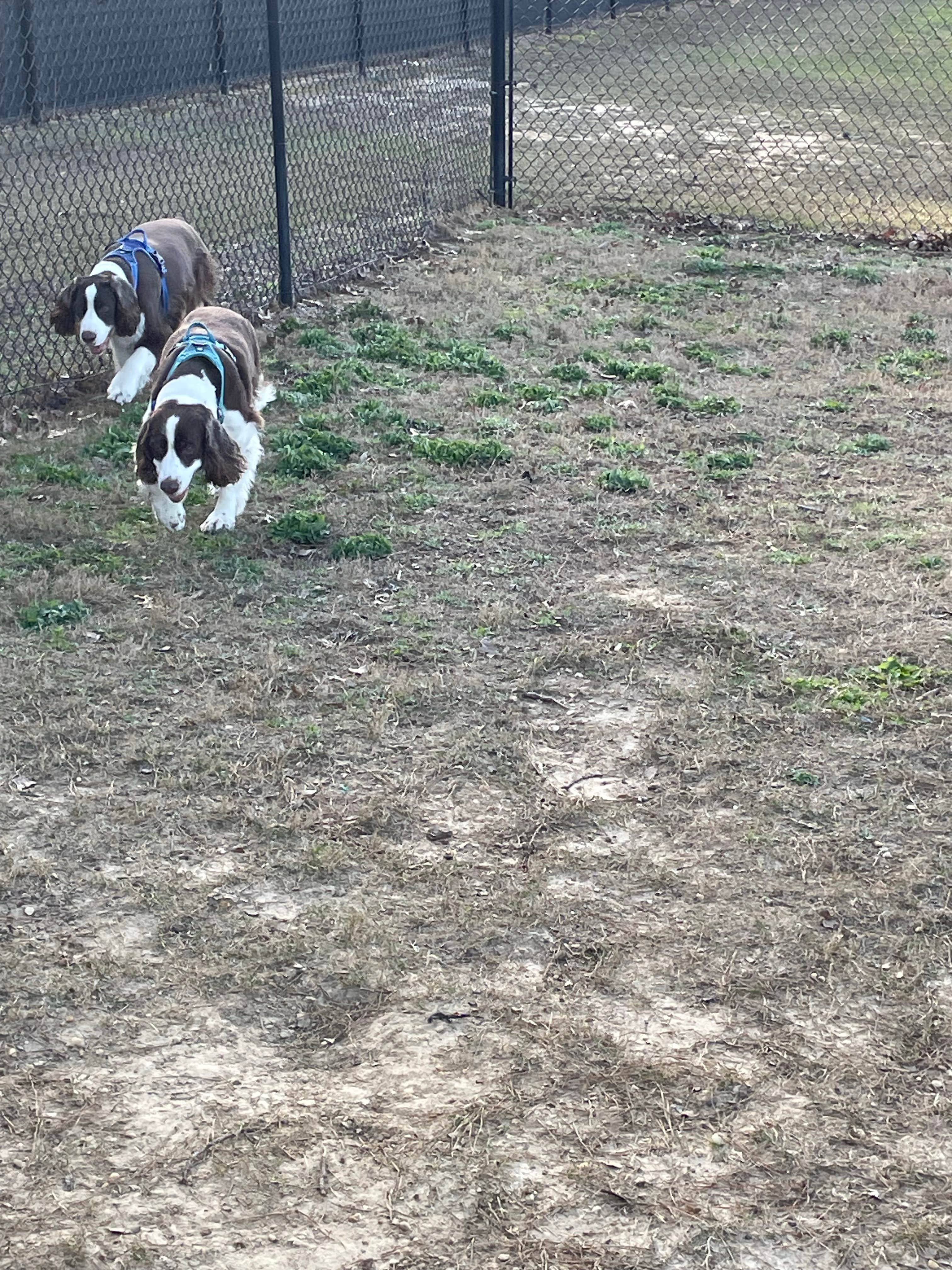 Joel R.'s photo of camping with pets at Wind Creek Atmore Casino RV Park near Marbury, AL