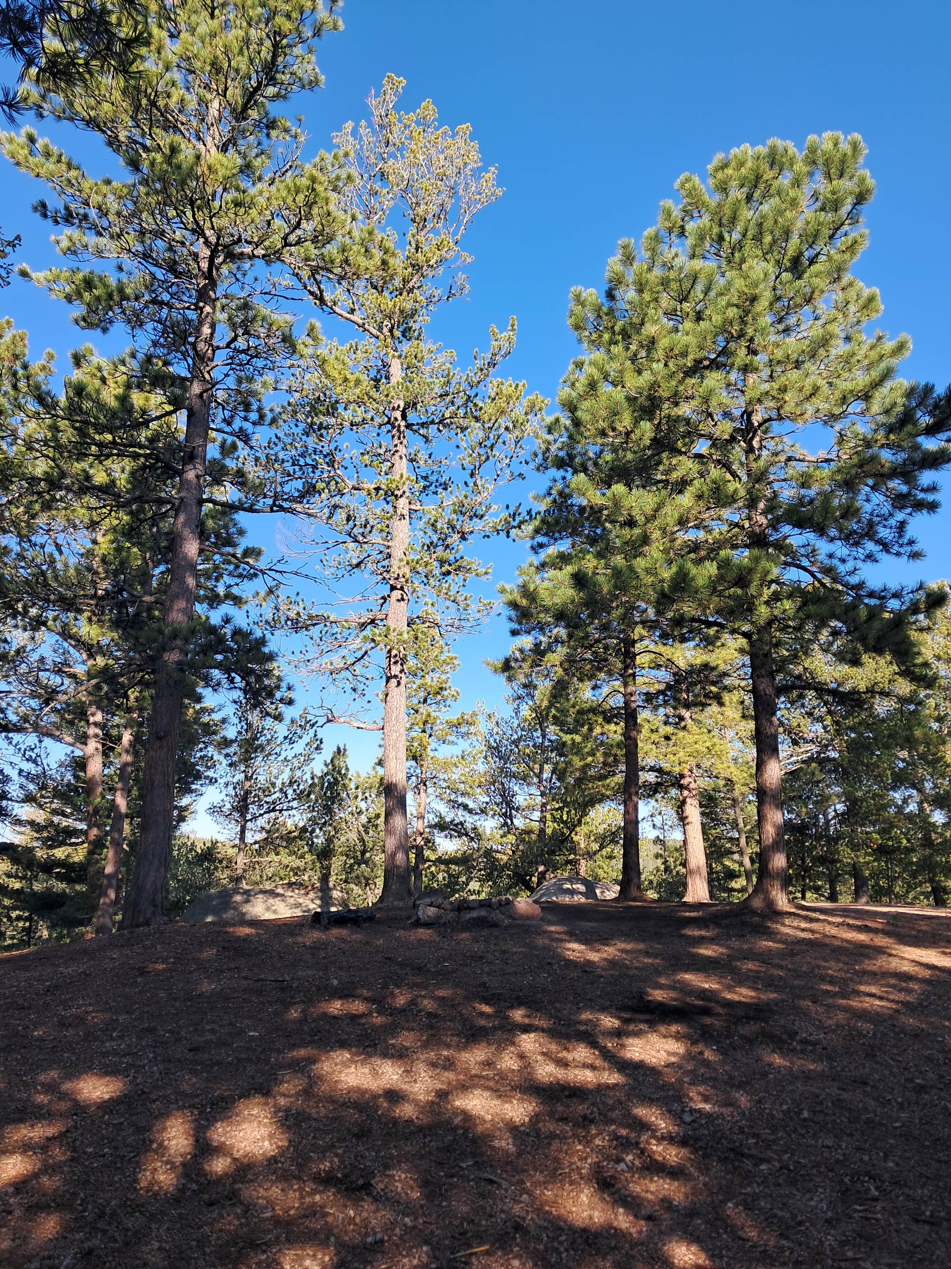 Camper submitted image from Winding Stairs Road Dispersed Site - 1