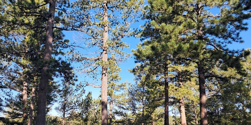 Camper submitted image from Winding Stairs Road Dispersed Site