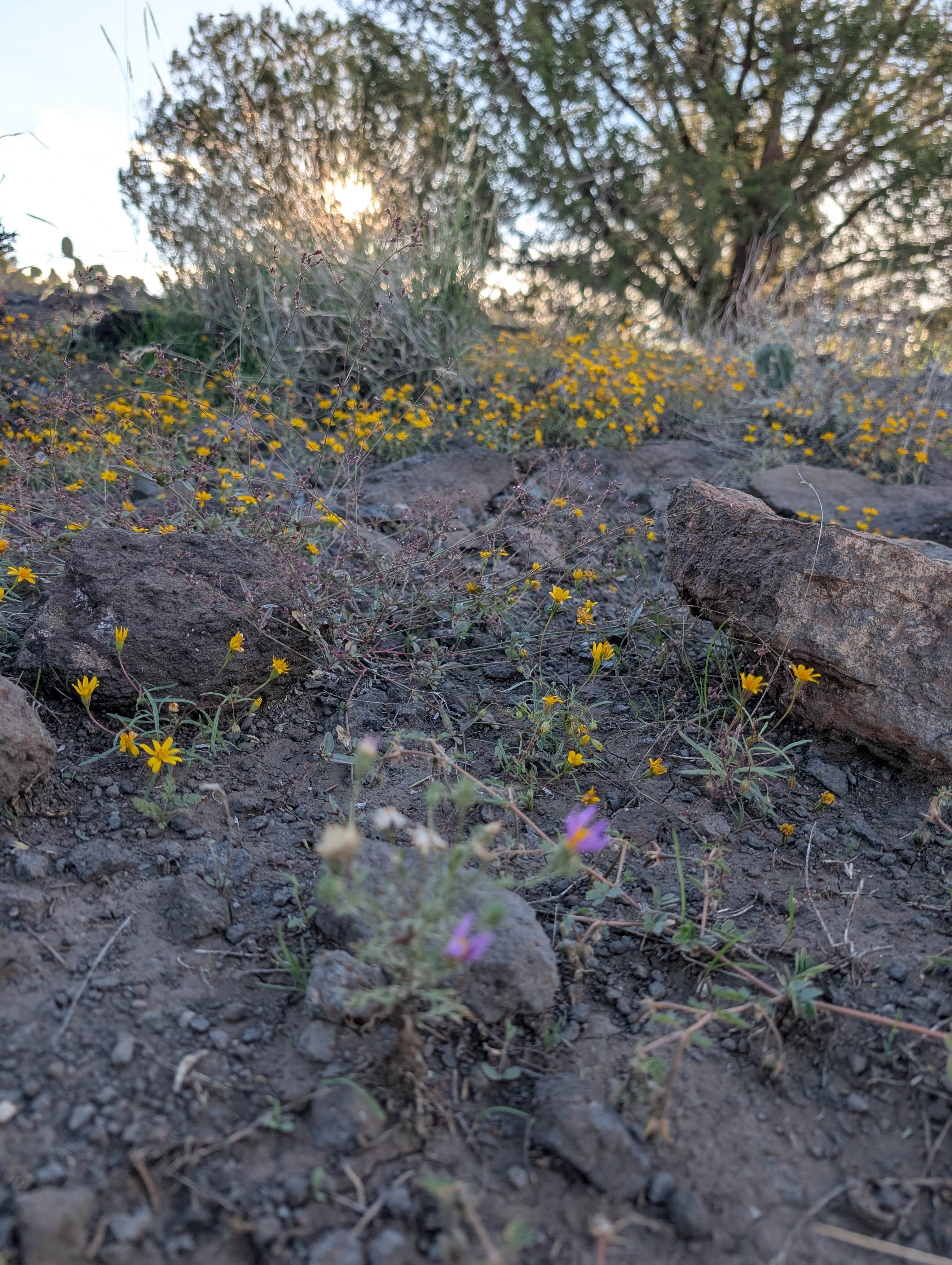 Camper-submitted photo at Windmill Camp near Cottonwood, AZ