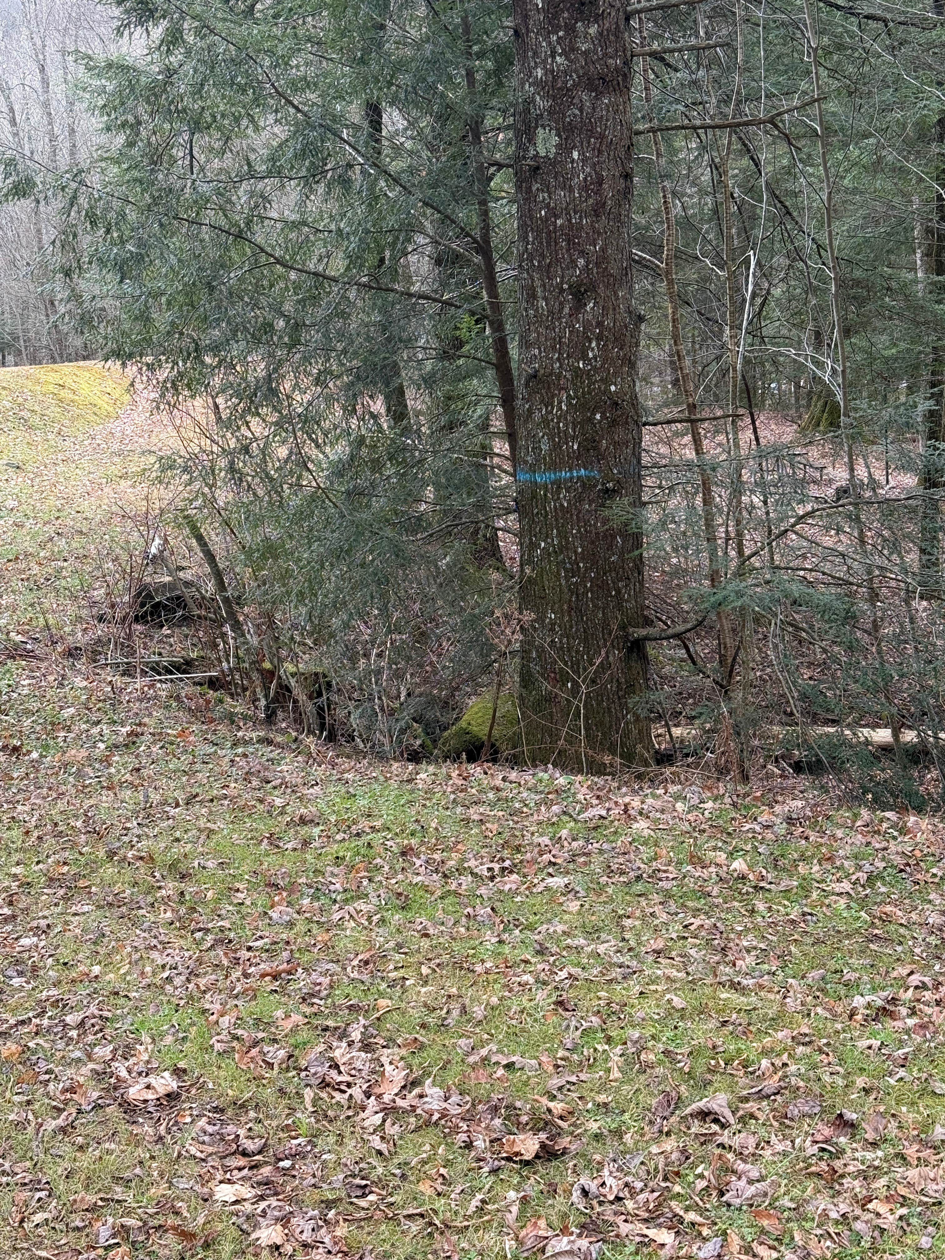 Camper-submitted photo at Wine Spring Horse Camp near Nantahala National Forest
