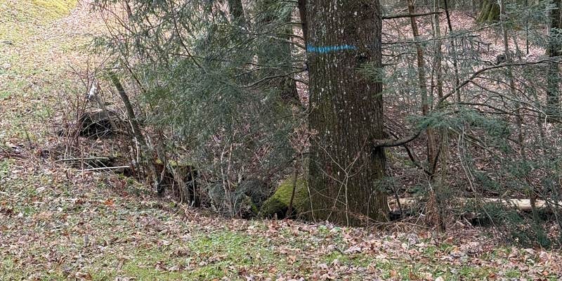 Camper submitted image from Wine Spring Horse Camp