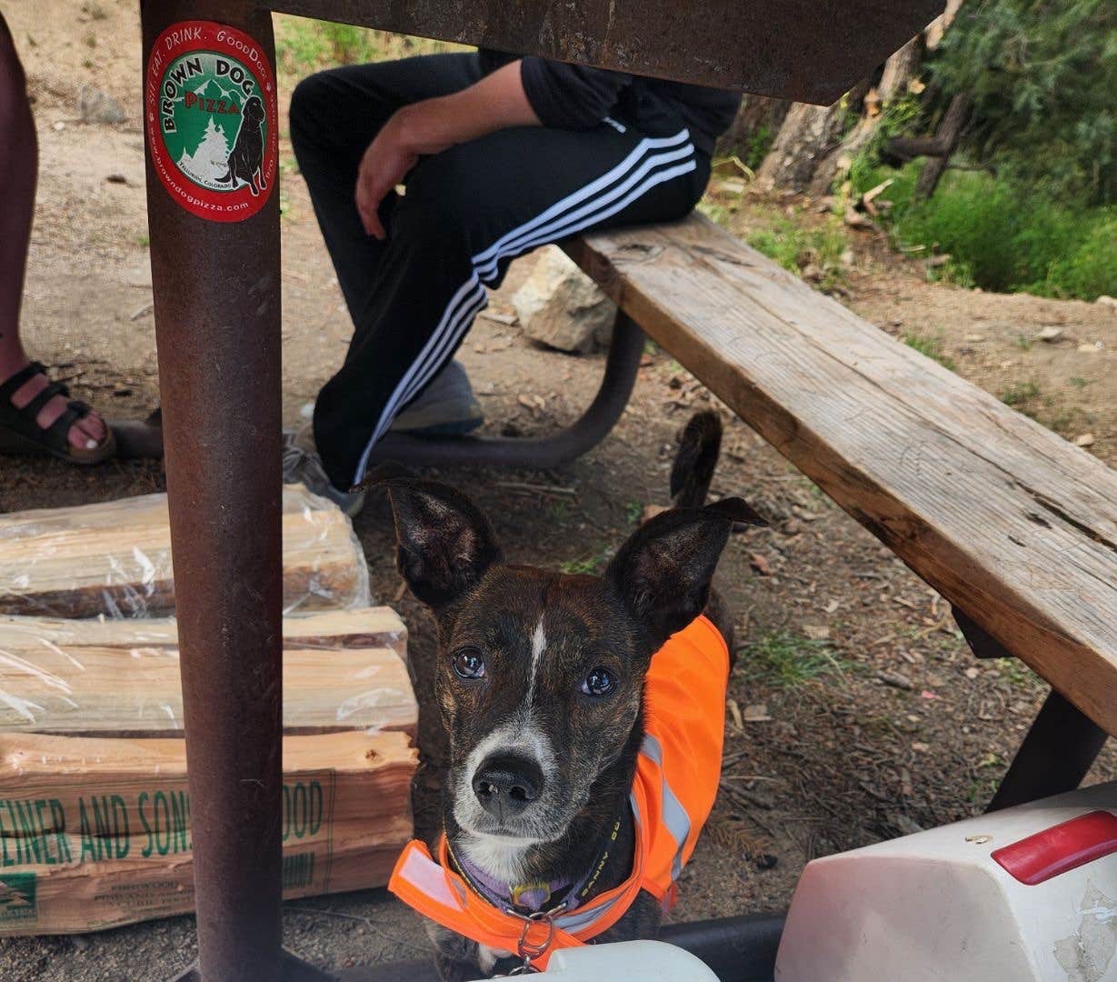Amanda R.'s photo of camping with pets at Winiger Ridge at Gross Reservoir near Black Hawk, CO