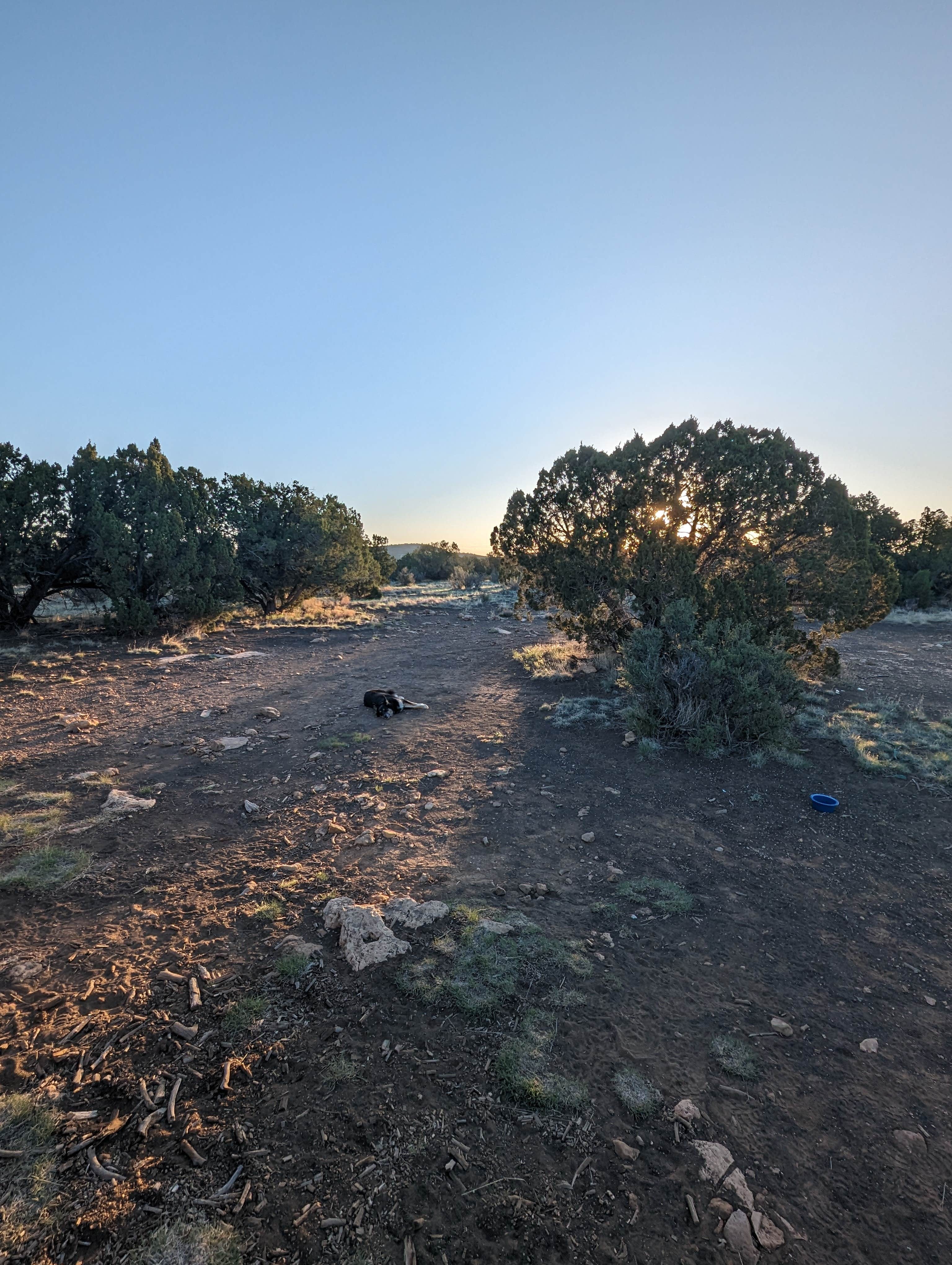 James G.'s photo of camping with pets at Winona Dispersed Camping near Flagstaff, AZ