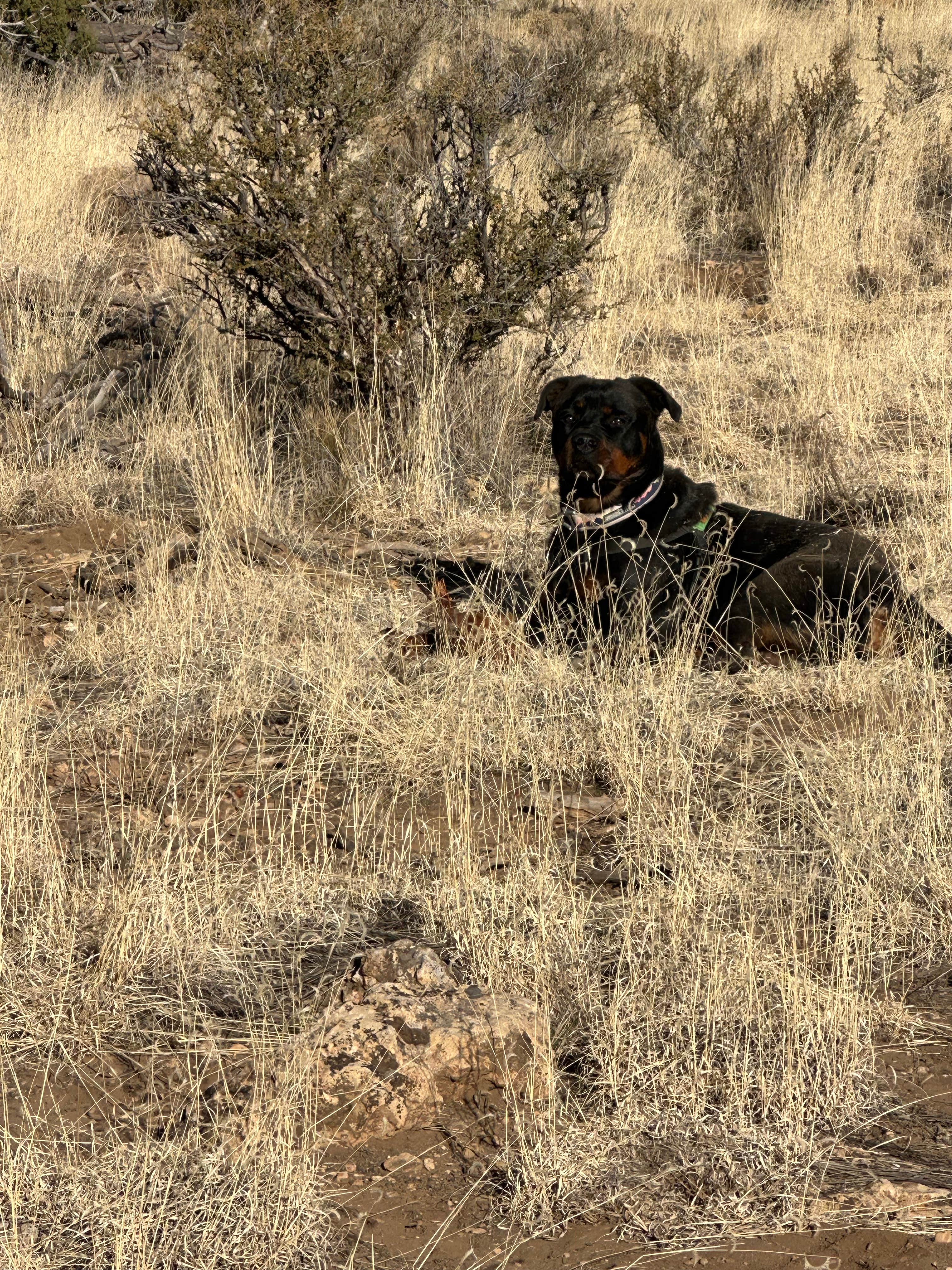 Camper-submitted photo at Winona Dispersed Camping near Leupp, AZ