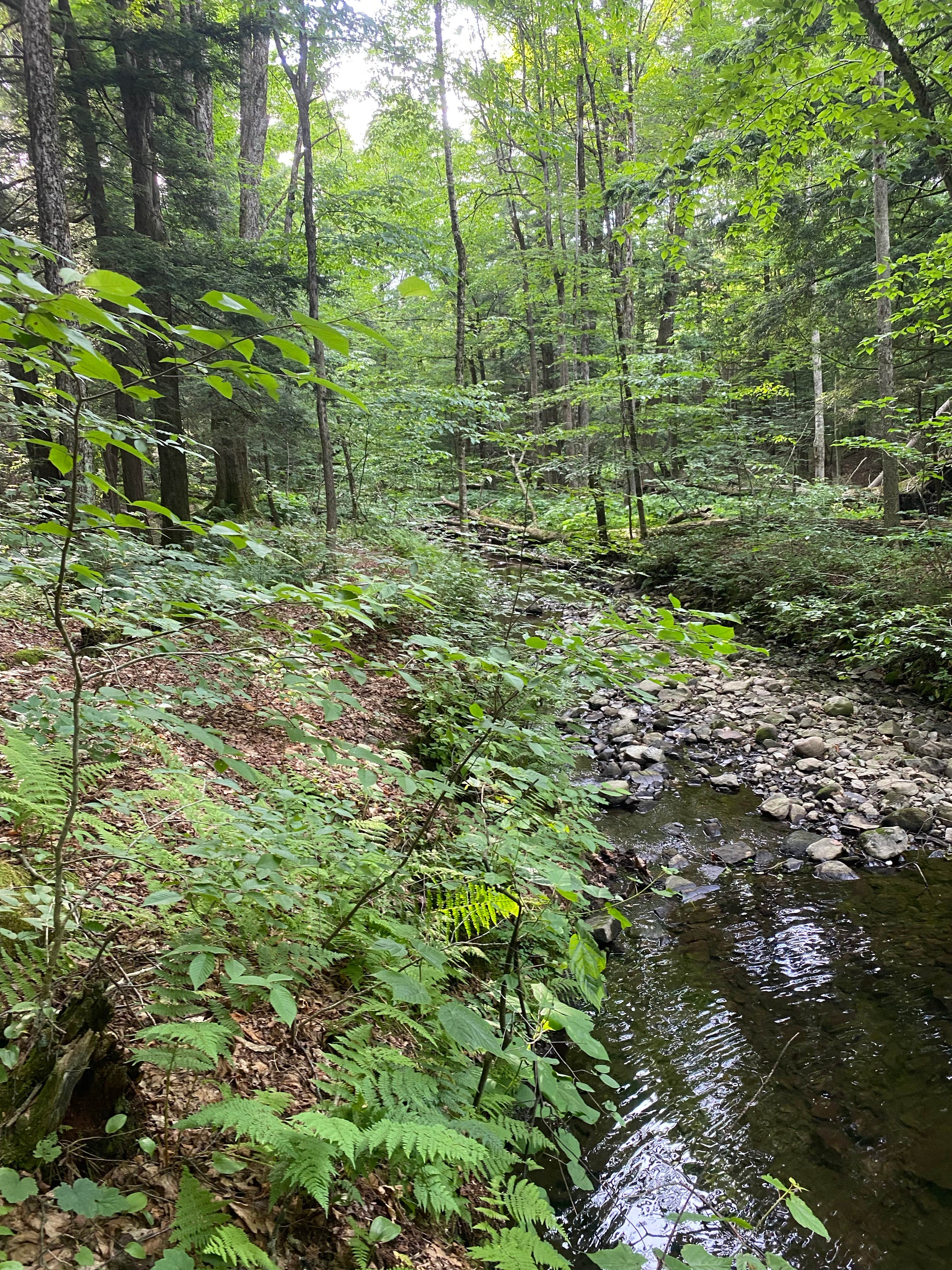 Camper-submitted photo at Winona State Forest near Altmar, NY
