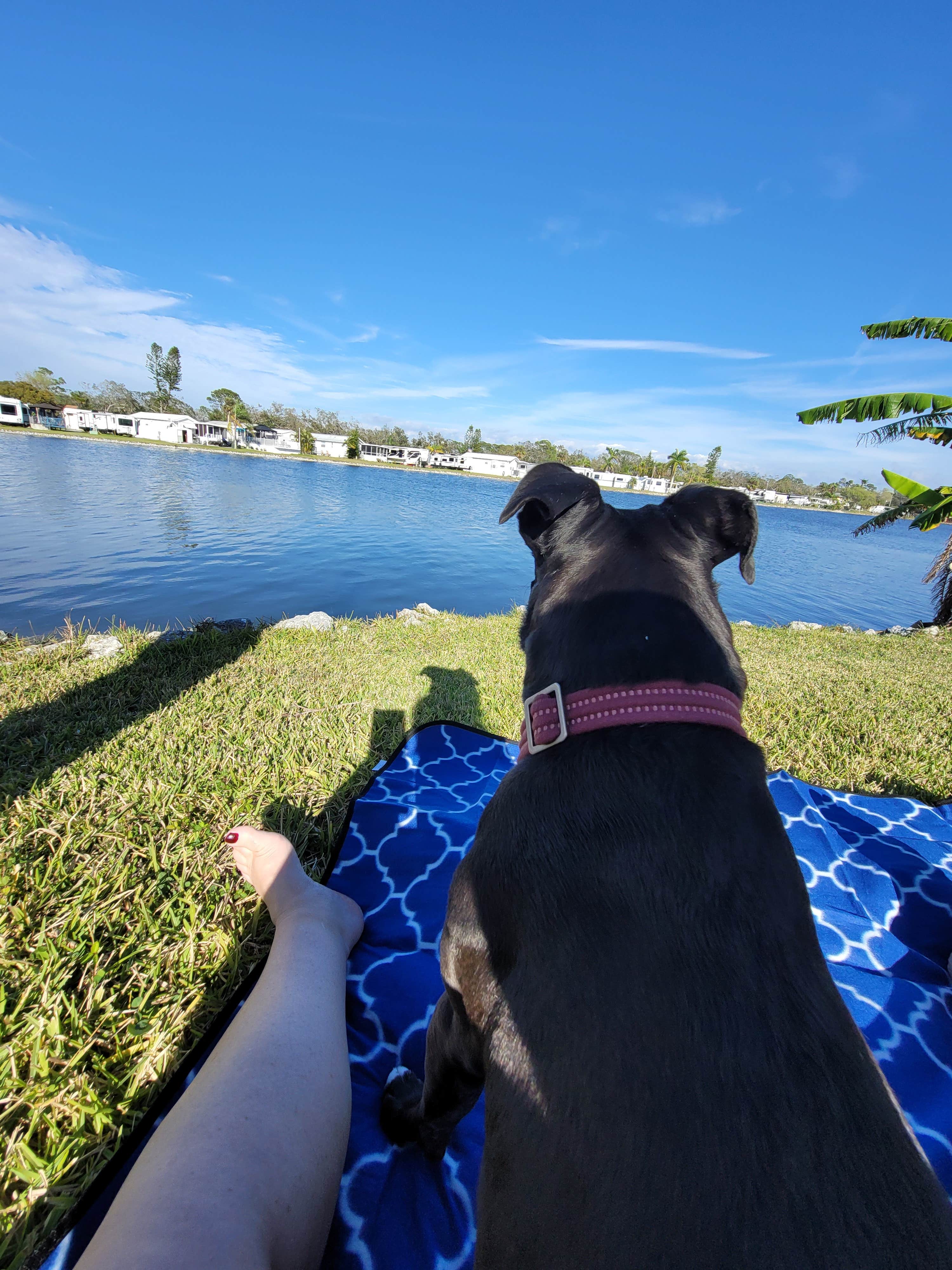 Millie D.'s photo of camping with pets at Encore Winter Quarters Manatee near Bradenton, FL