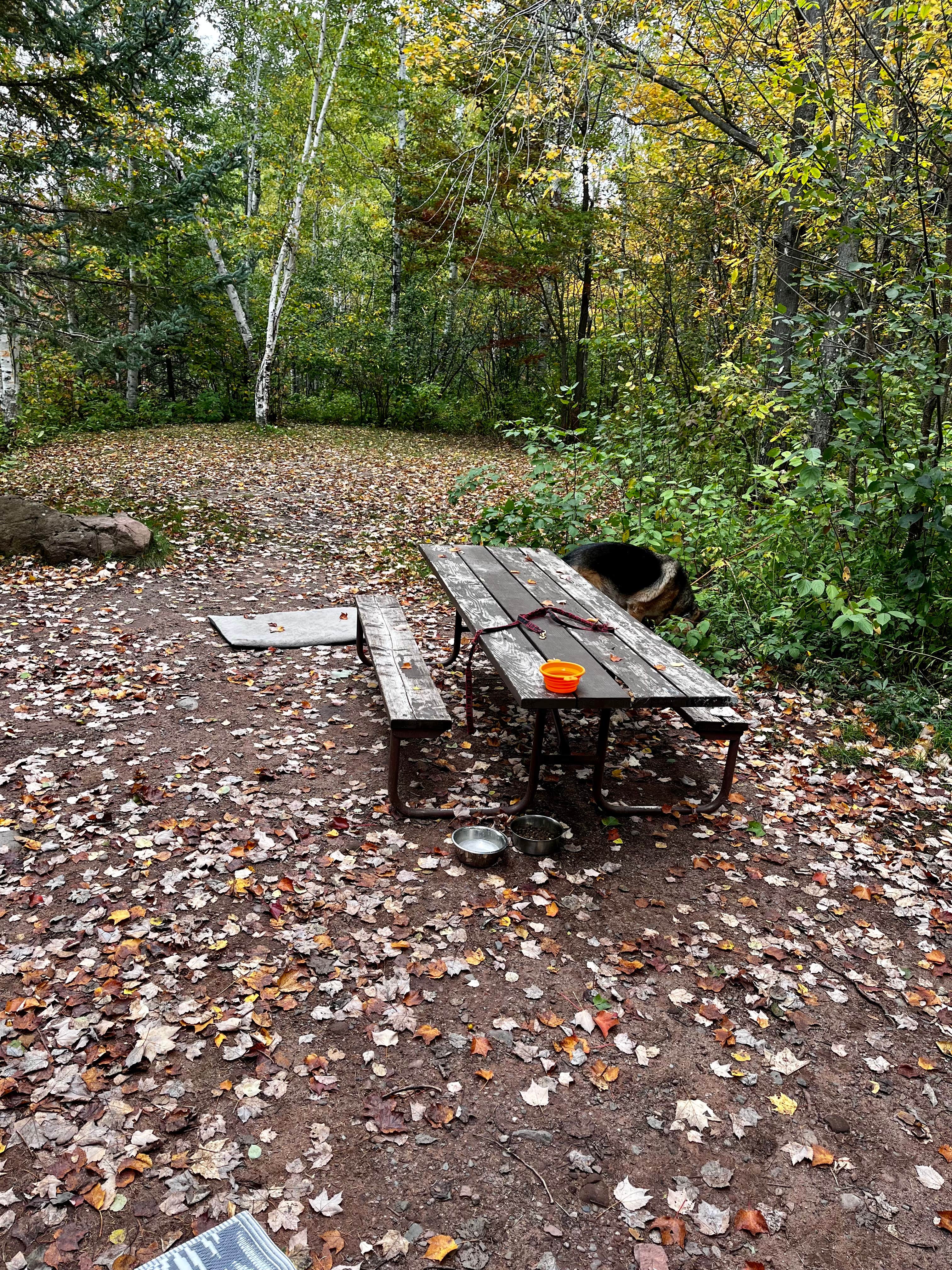 juliana's photo of camping with pets at Amnicon Falls State Park Campground near Cloquet, MN