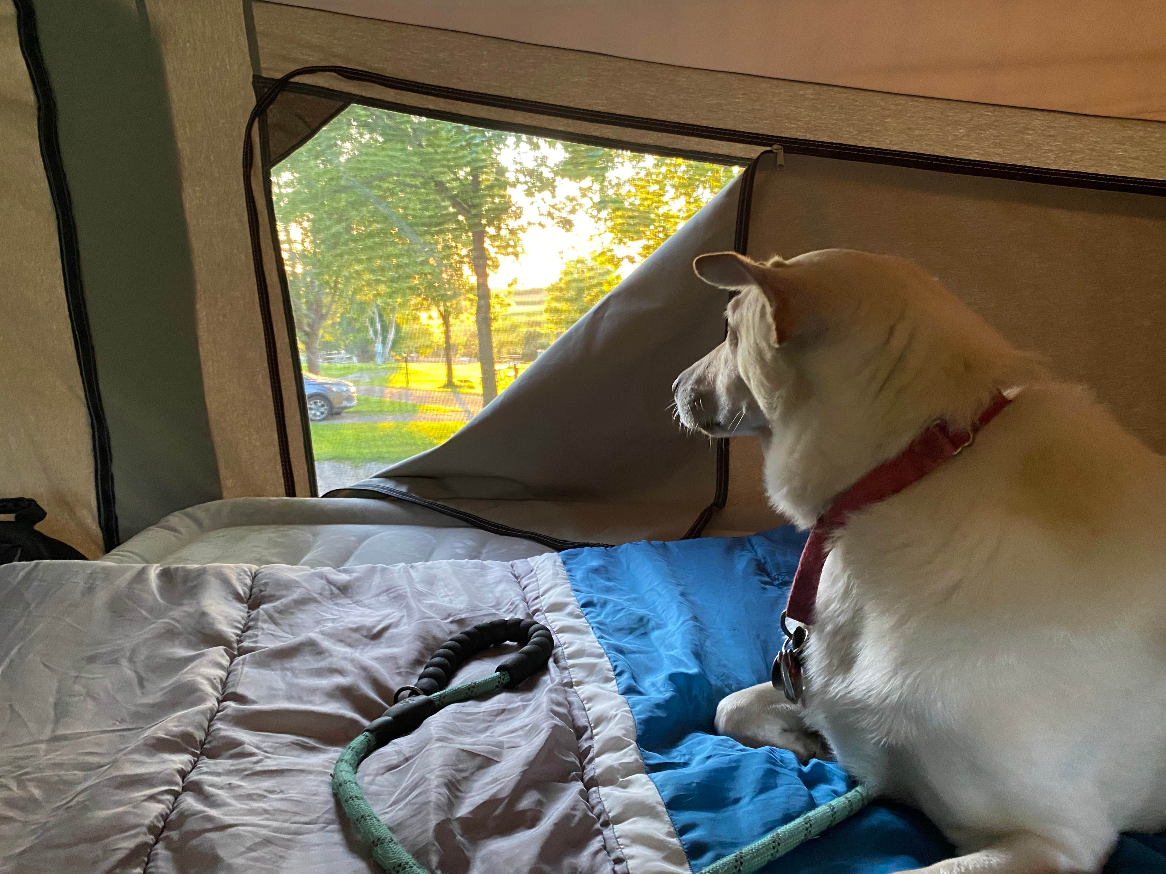 Kay K.'s photo of camping with pets at Astico County Park near Waupun, WI