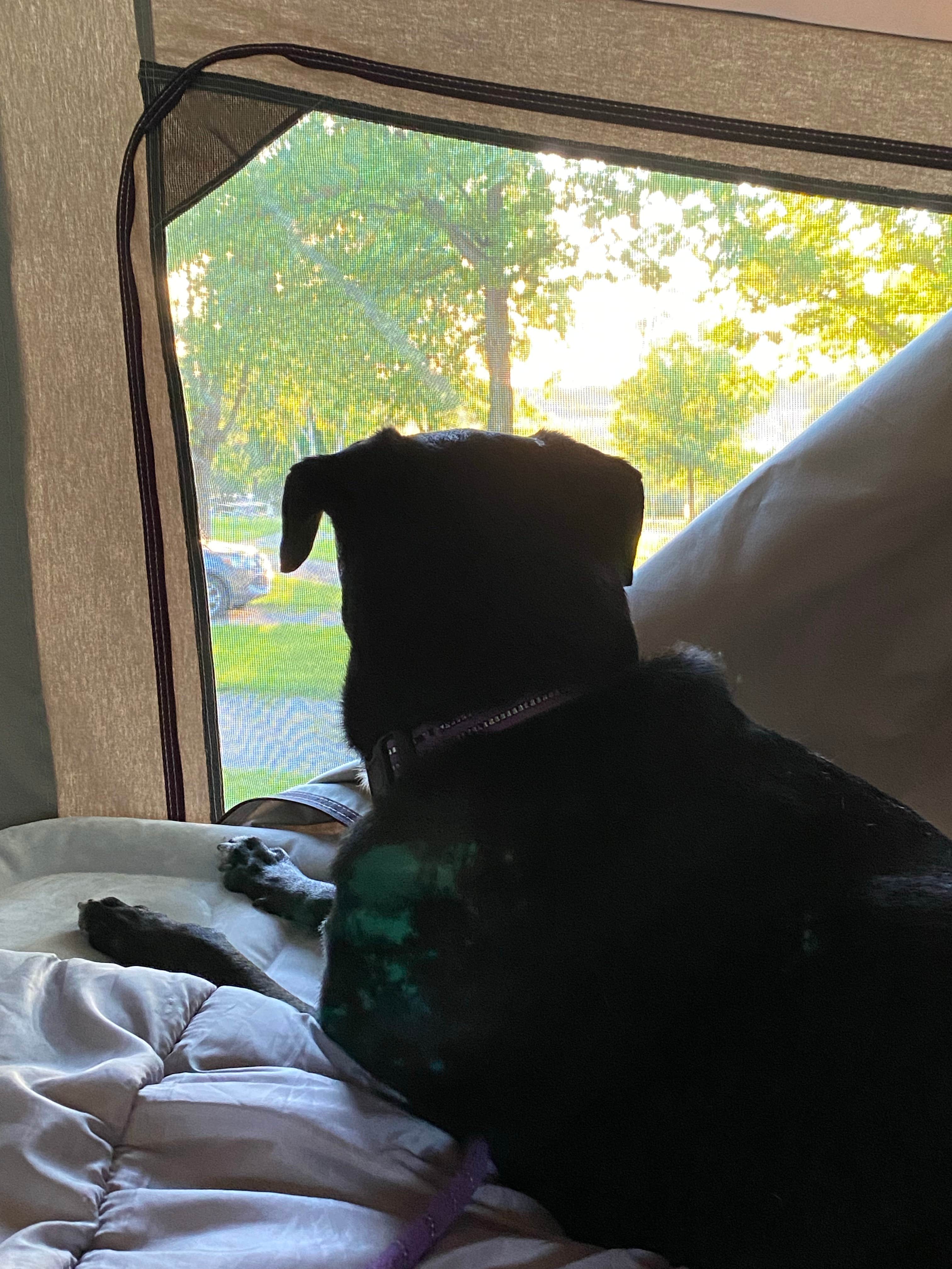 Kay K.'s photo of camping with pets at Astico County Park near Waupun, WI