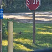 Review photo of Castle Mound Campground — Black River State Forest by Jennifer K., August 28, 2025