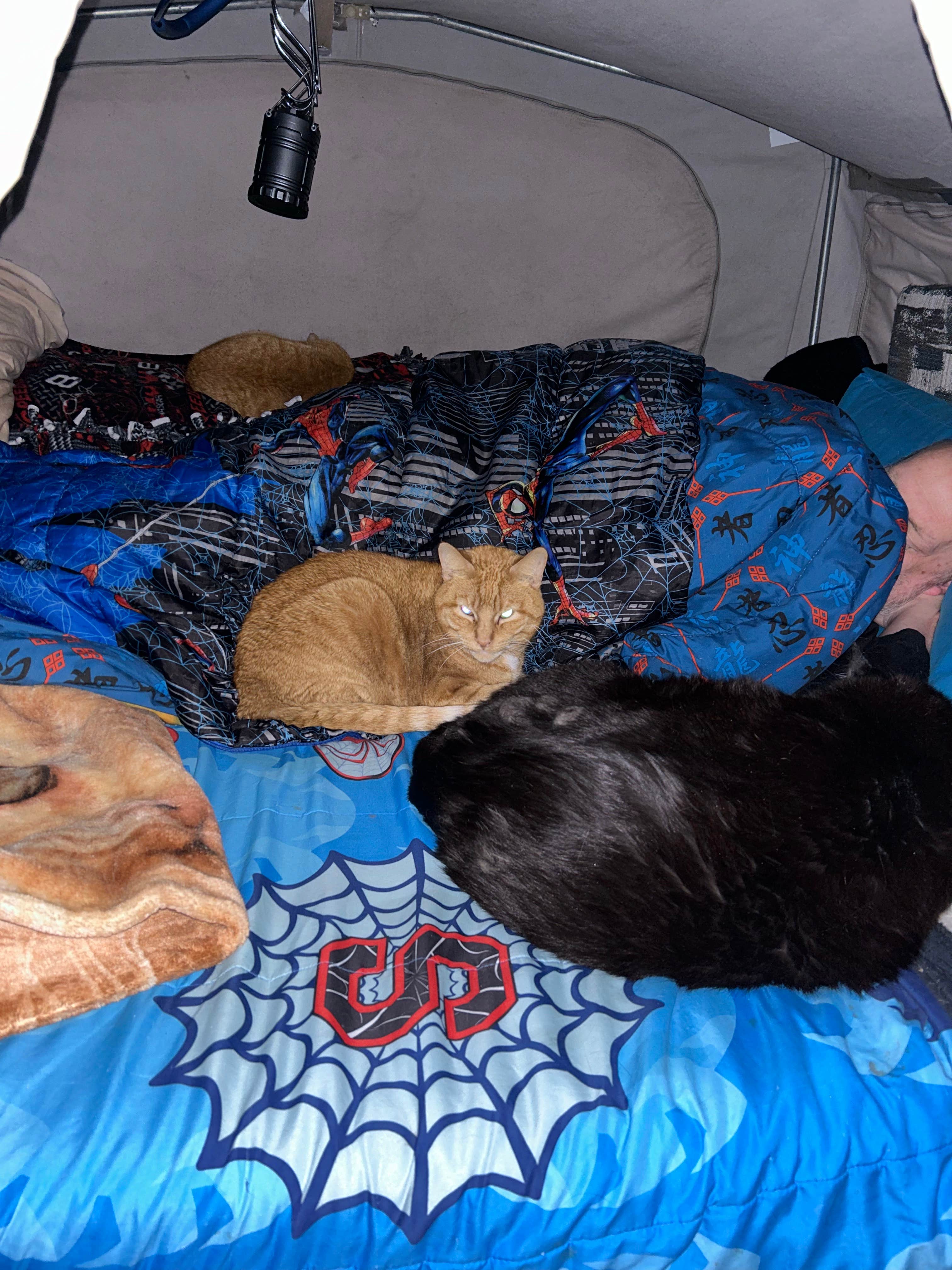 Christie B.'s photo of glamping accommodations at Blackhawk Memorial Park near Milton, WI