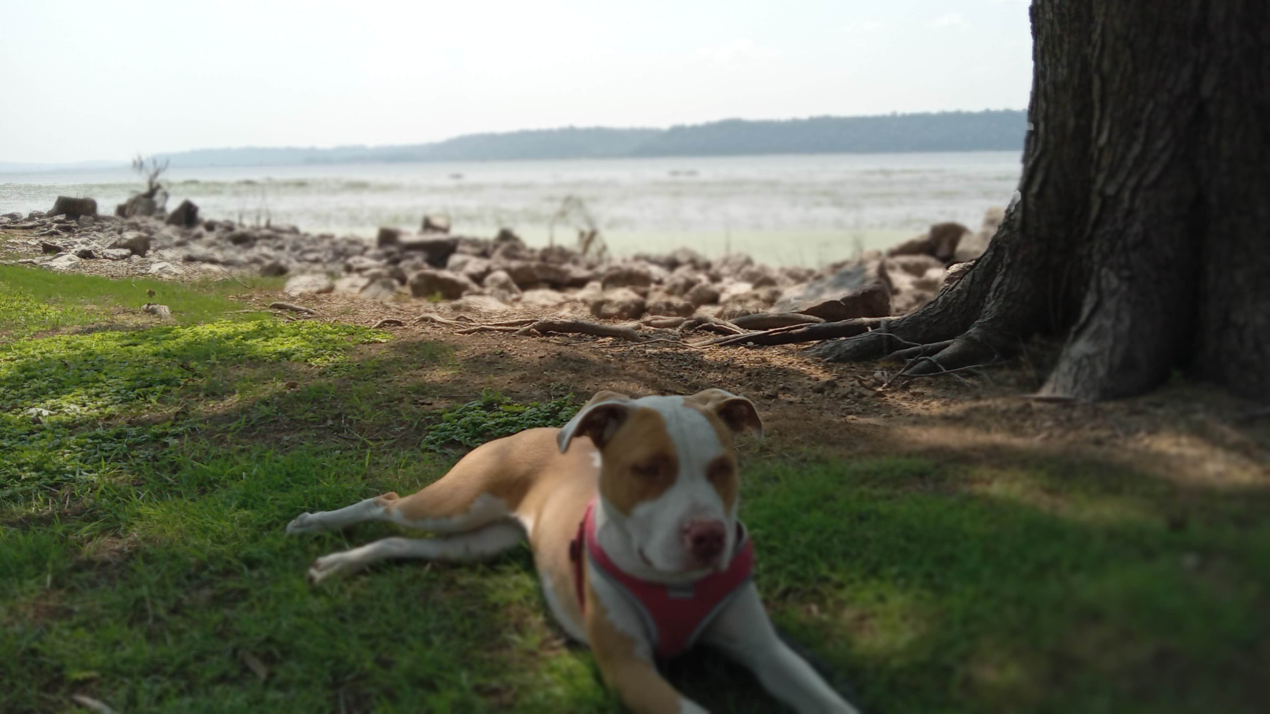 Dj Y.'s photo of camping with pets at Grant River Recreation Area near Elkader, IA