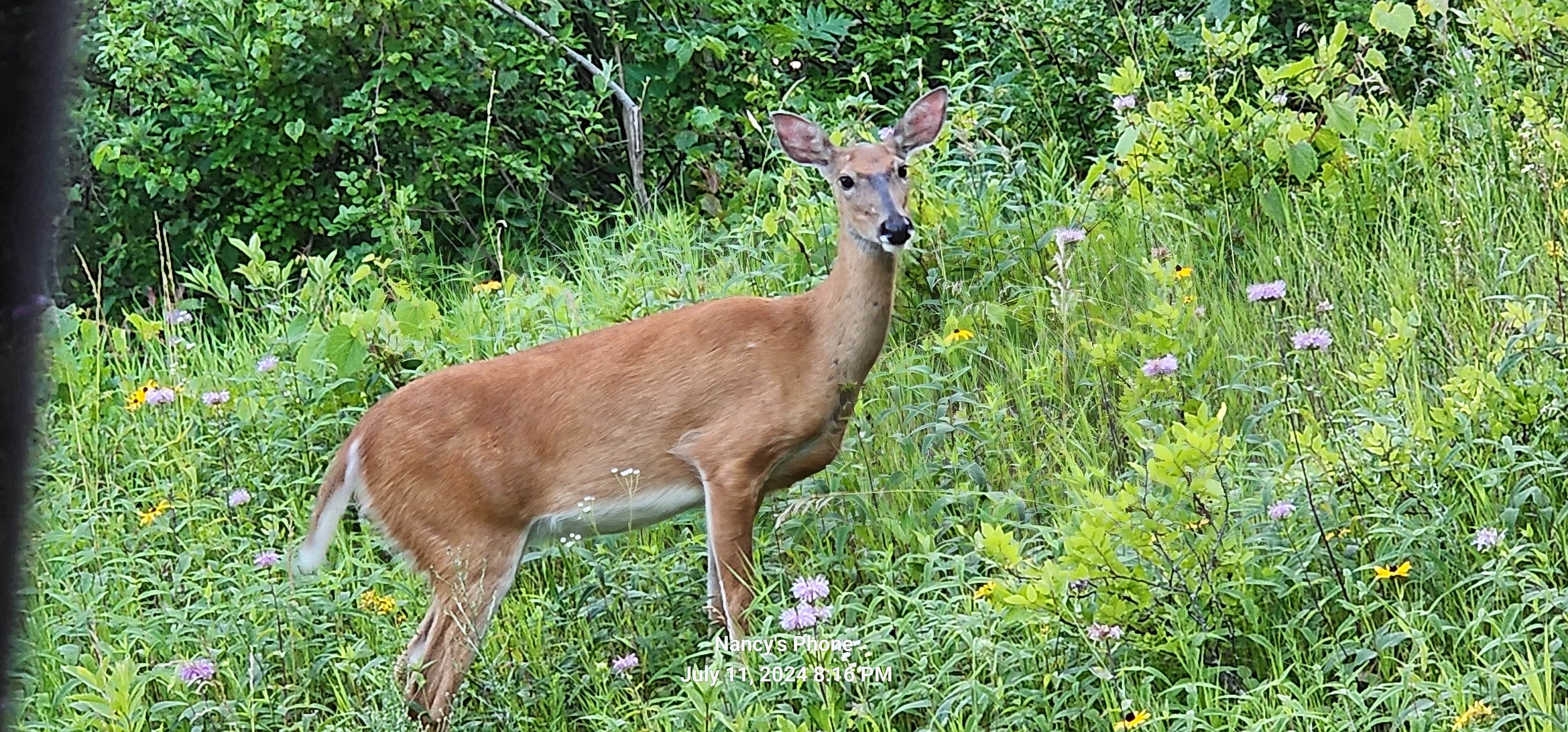 Camper-submitted photo at Kettle Moraine State Forest Long Lake Campground near Malone, WI