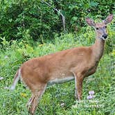 Review photo of Kettle Moraine State Forest Long Lake Campground by Nancy D., December 31, 2024