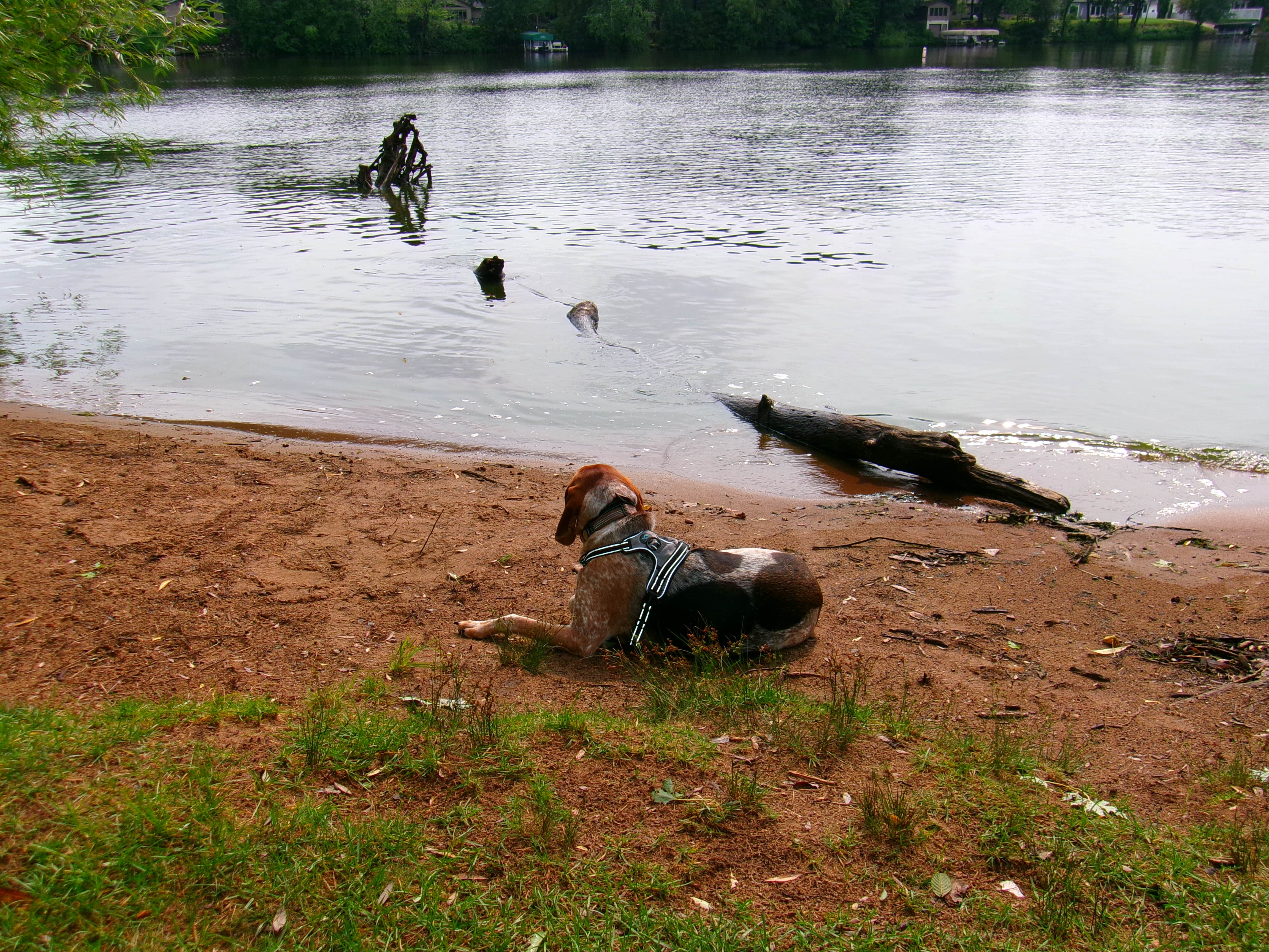 Delanie F.'s photo of camping with pets at Lake Wissota State Park Campground near Weyerhaeuser, WI