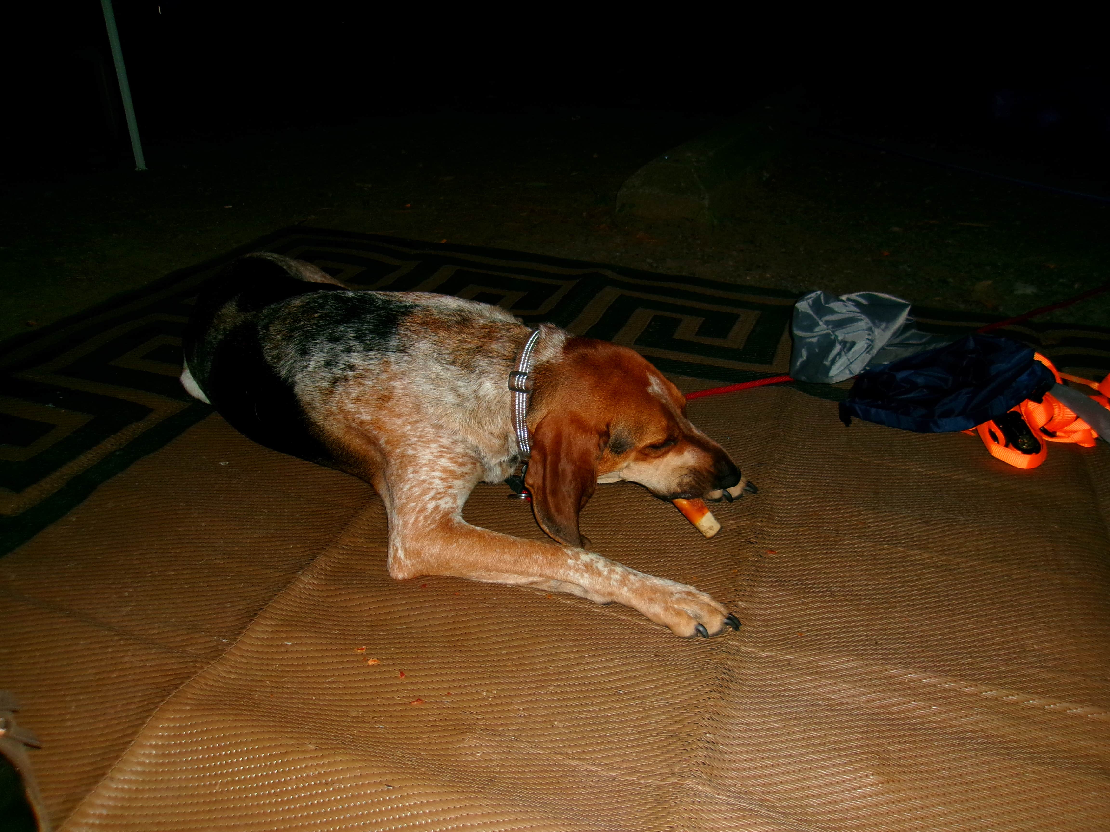 Delanie F.'s photo of camping with pets at Lake Wissota State Park Campground near Weyerhaeuser, WI
