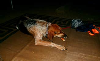 Delanie F.'s photo of camping with pets at Lake Wissota State Park Campground near Colfax, WI