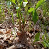 Review photo of Lake Wissota State Park Campground by Shelby D., May 5, 2026