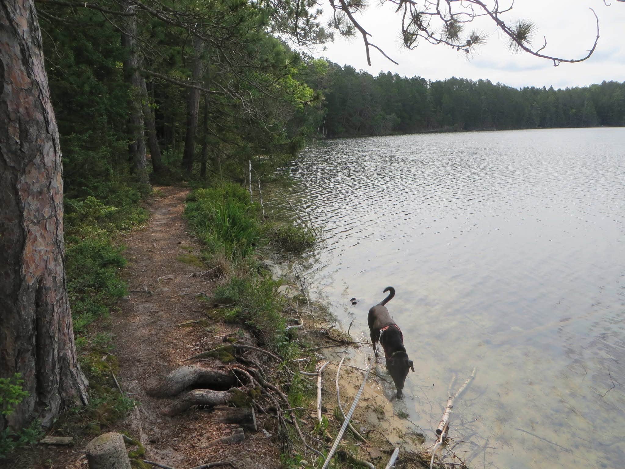 Kay K.'s photo of camping with pets at Luna White Deer Campground near Townsend, WI