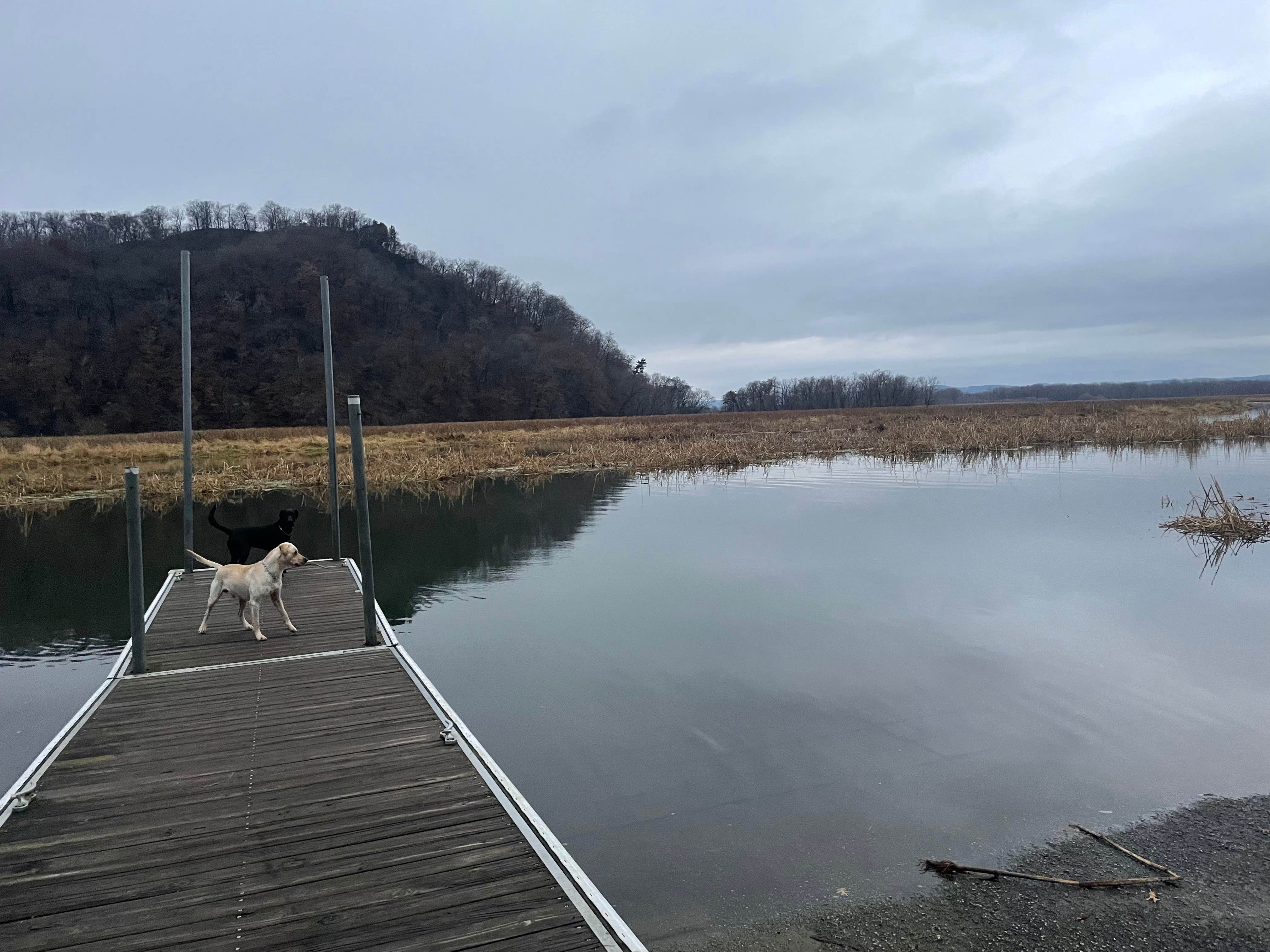 Crystal B.'s photo of camping with pets at Perrot State Park Campground near Black River Falls, WI