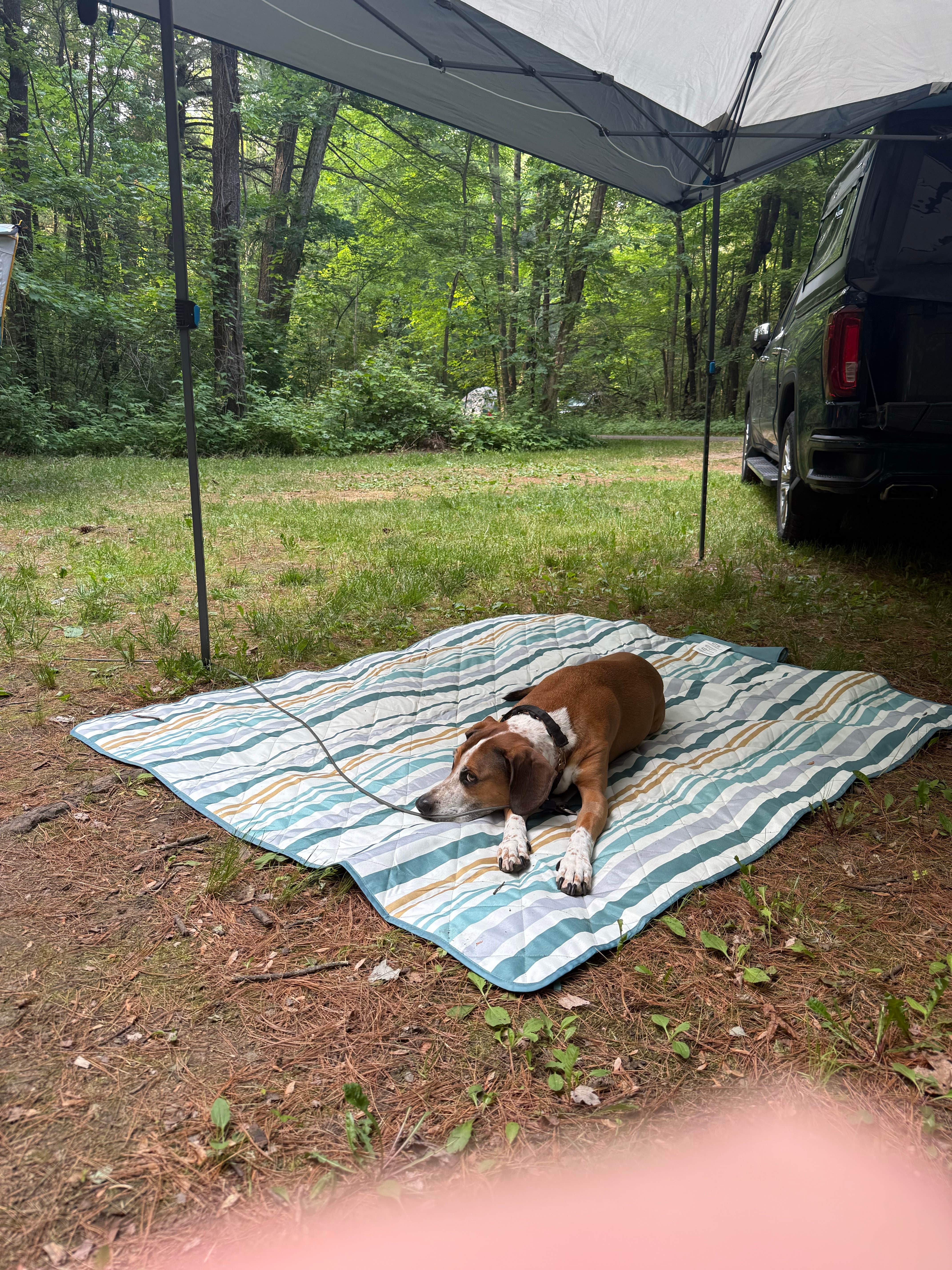 Nathan D.'s photo of camping with pets at Rocky Arbor State Park Campground near Necedah, WI