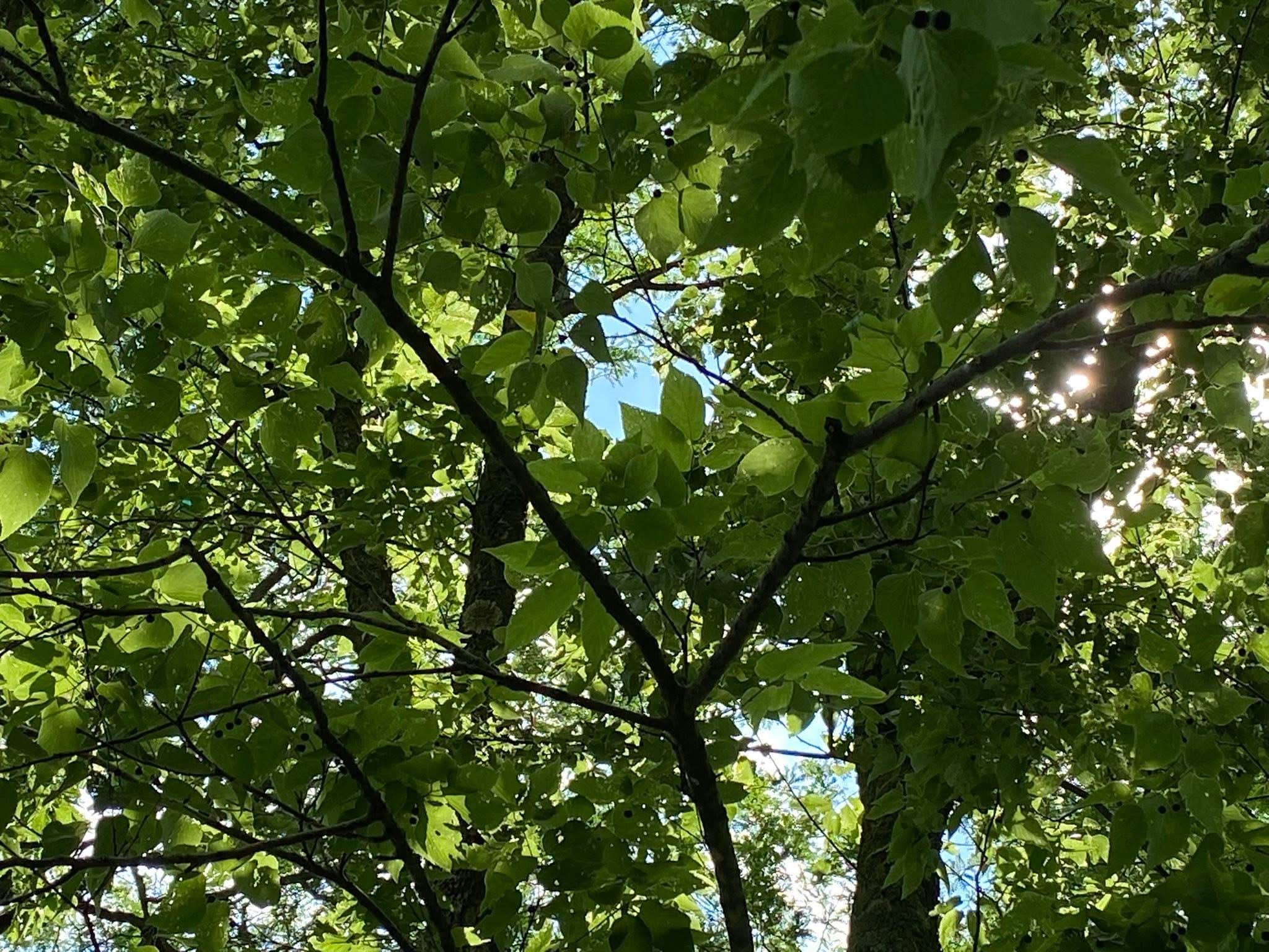 Camping near Cox Hollow Campground — Governor Dodge State Park: Tower Hill State Park Campground, Spring Green, Wisconsin