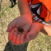 Review photo of Willow River State Park Campground by Molly M., August 4, 2024