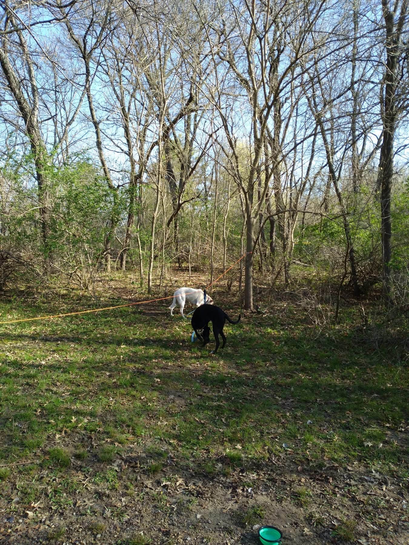 Kay K.'s photo of camping with pets at Yellowstone Lake State Park Campground near Belleville, WI