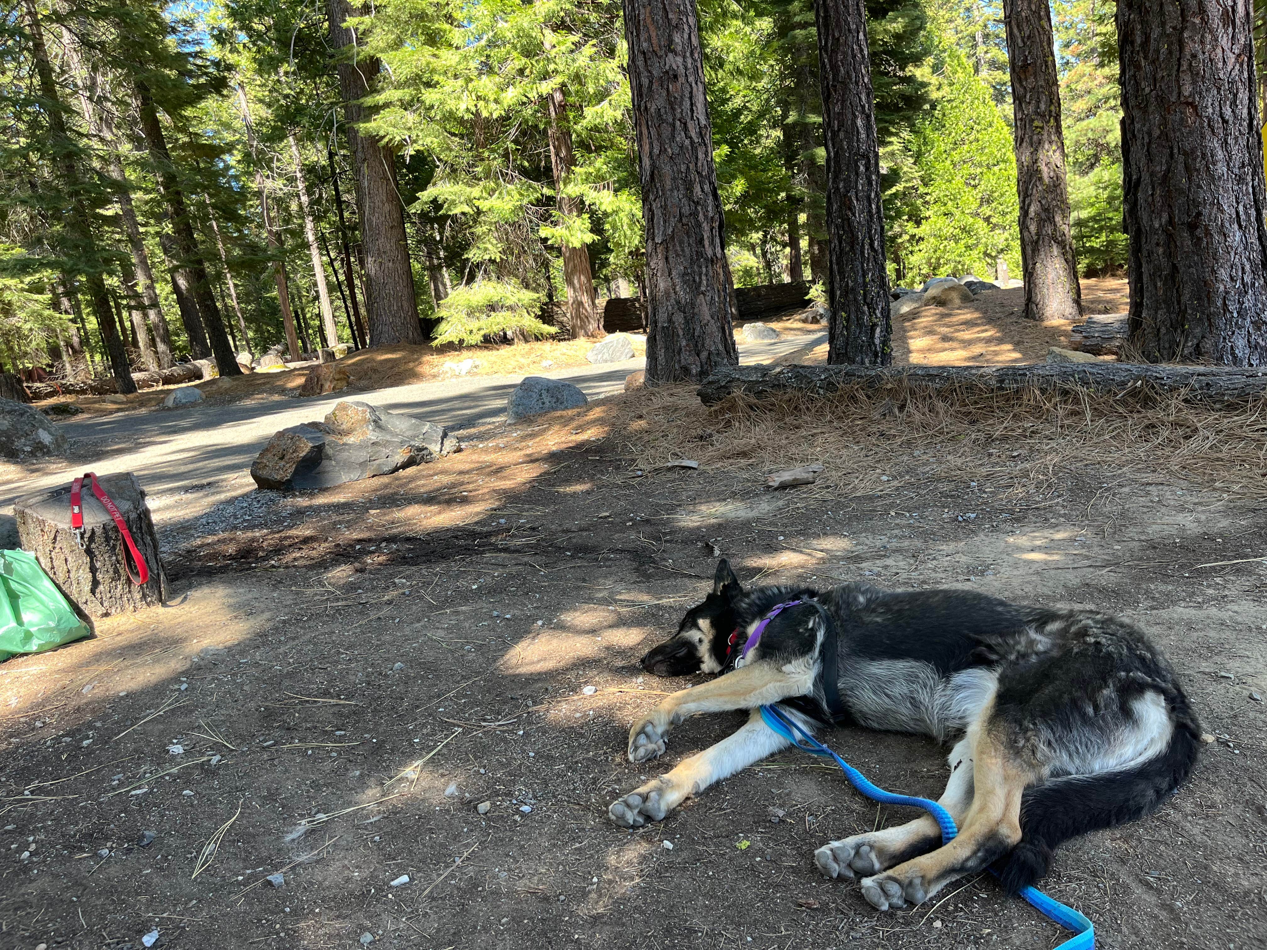 L's photo of camping with pets at Wolf Creek Campground near Eldorado National Forest