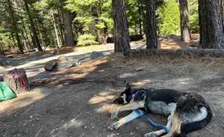 L's photo of camping with pets at Wolf Creek Campground near Eldorado National Forest