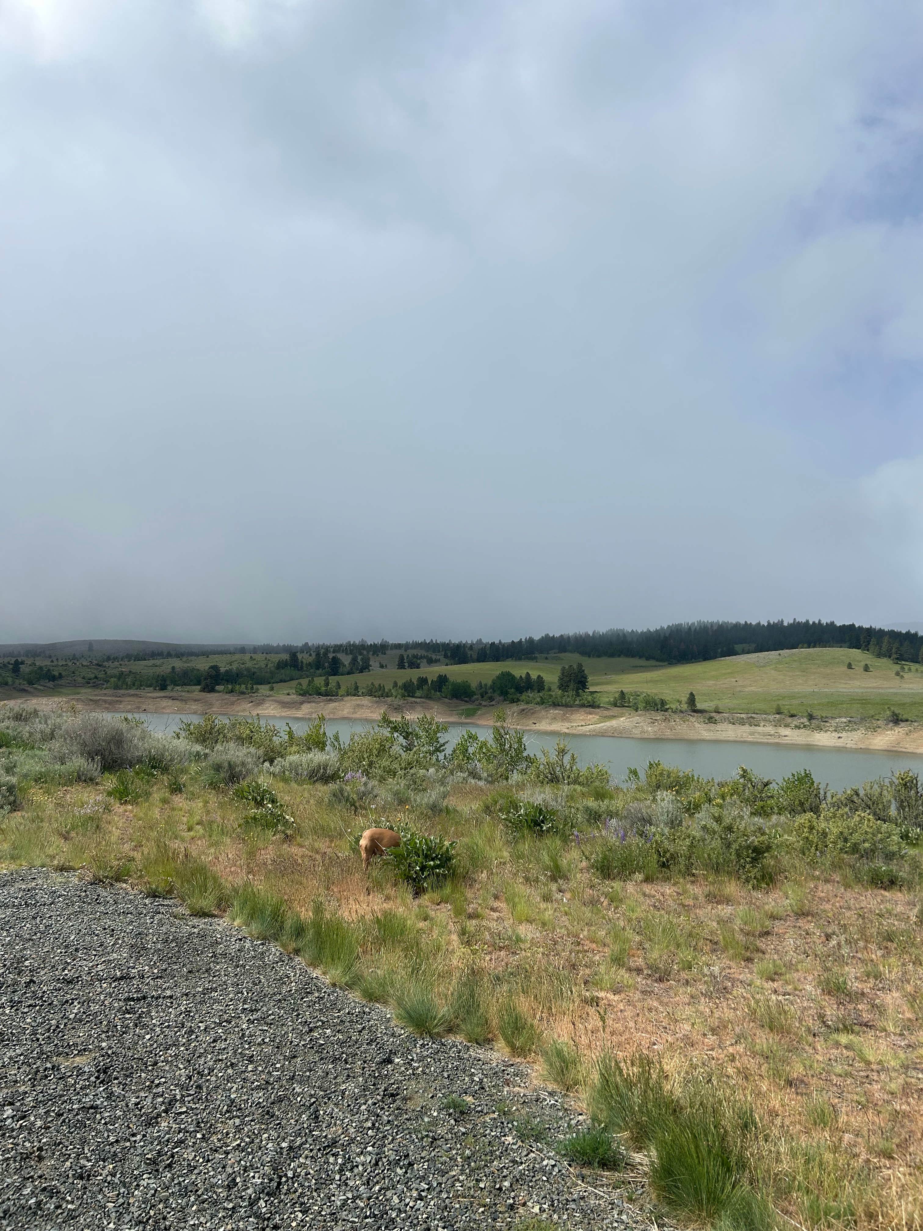 Camper-submitted photo at Wolf Creek Reservoir near Wallowa Whitman National Forest