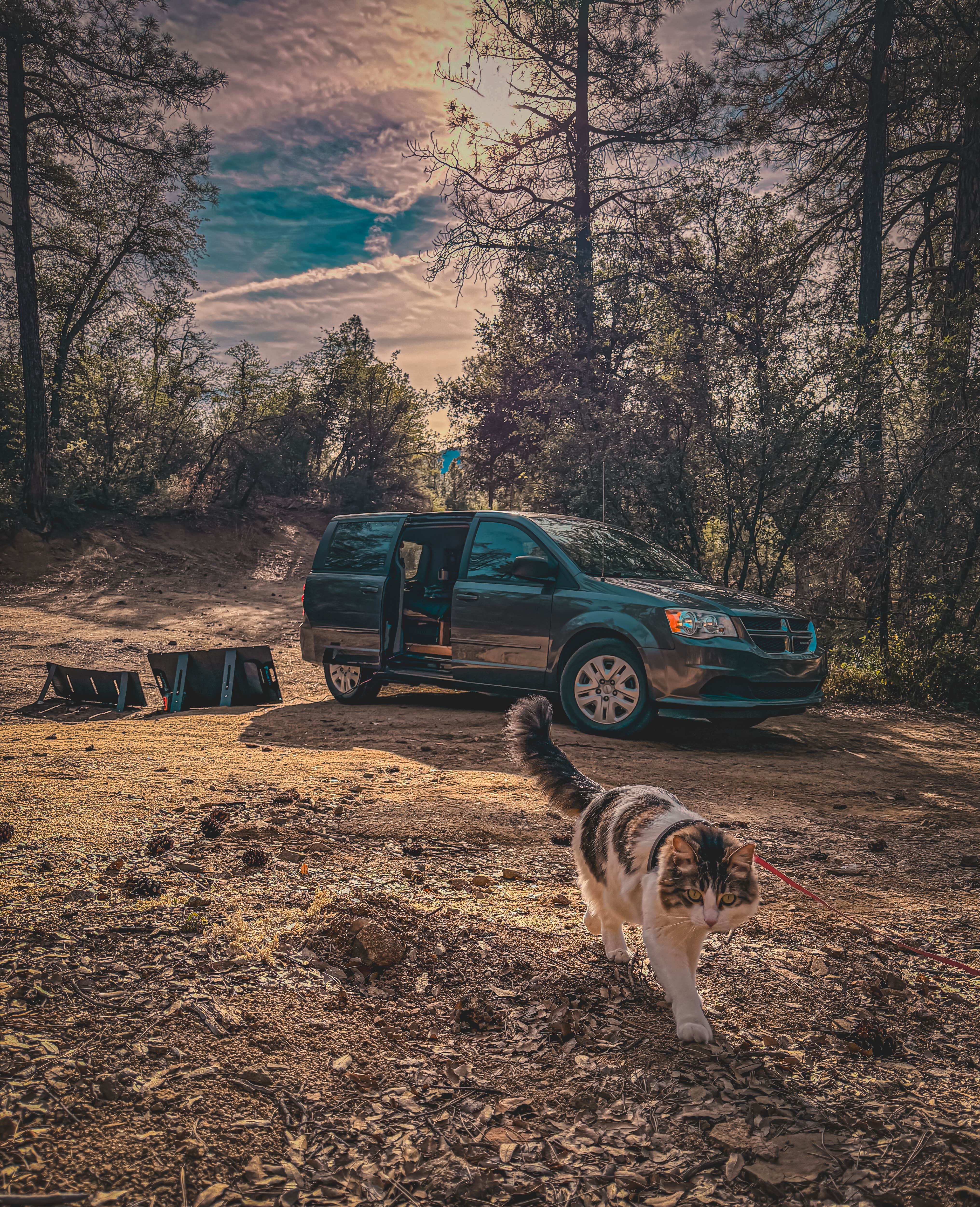 Bobbii J.'s photo of camping with pets at Wolf Creek Road Camp near Prescott, AZ