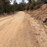 Review photo of Wolf Creek Road Campsites by Ashley D., February 12, 2026