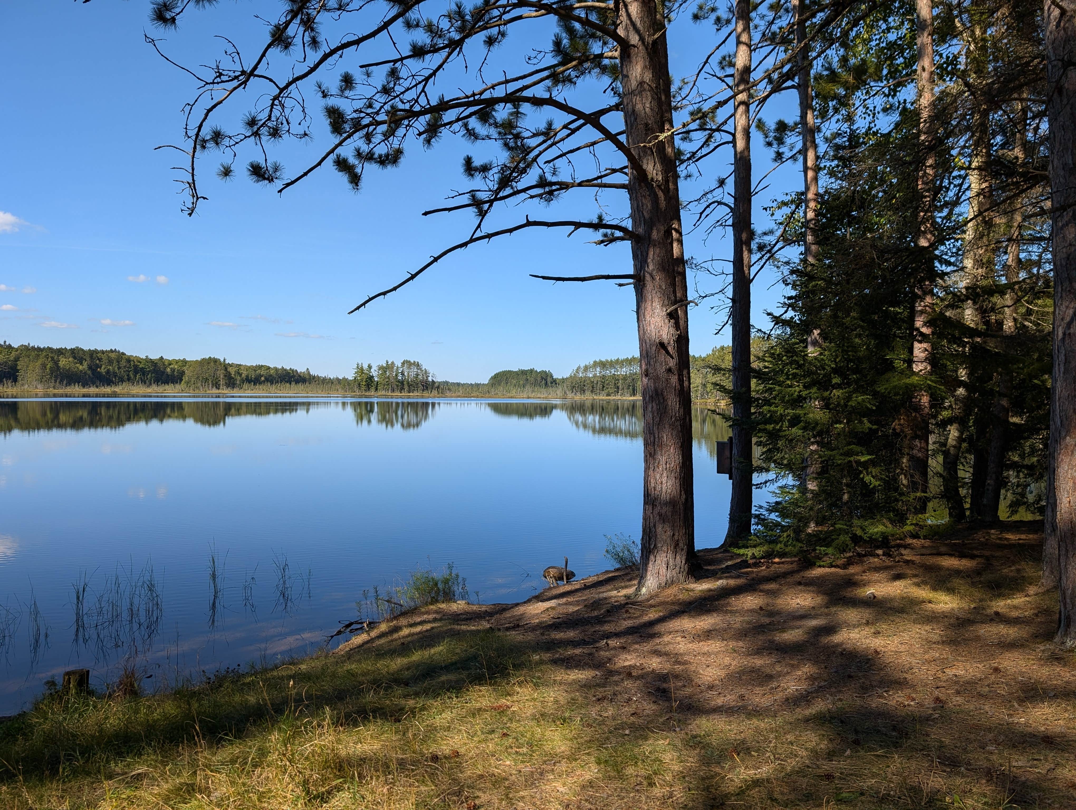 Camper submitted image from Wolf Lake Campsite - 3