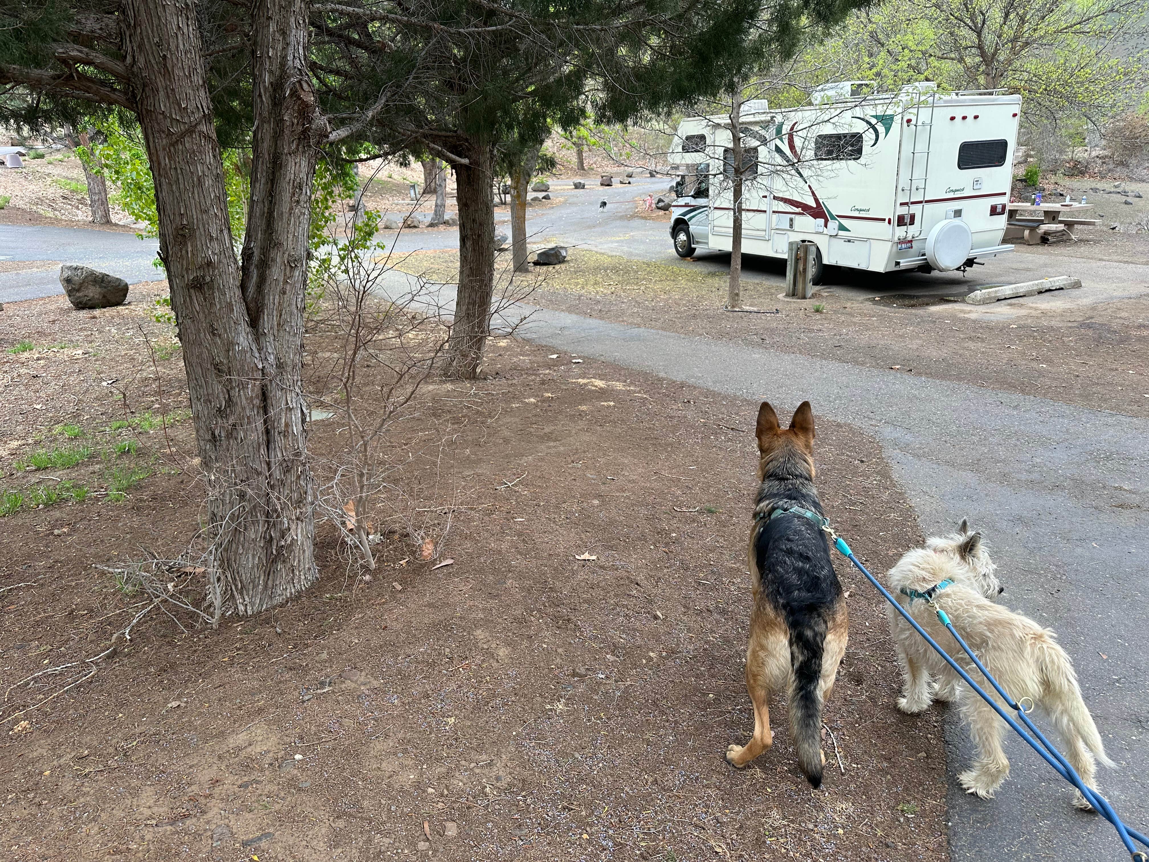 Mike M.'s photo of camping with pets at Hells Canyon Recreation Area - Woodhead Campground near Richland, OR
