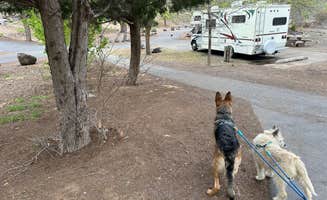 Mike M.'s photo of camping with pets at Hells Canyon Recreation Area - Woodhead Campground near New Meadows, ID