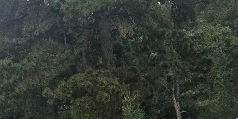 Camper submitted image from Woodland RV Park