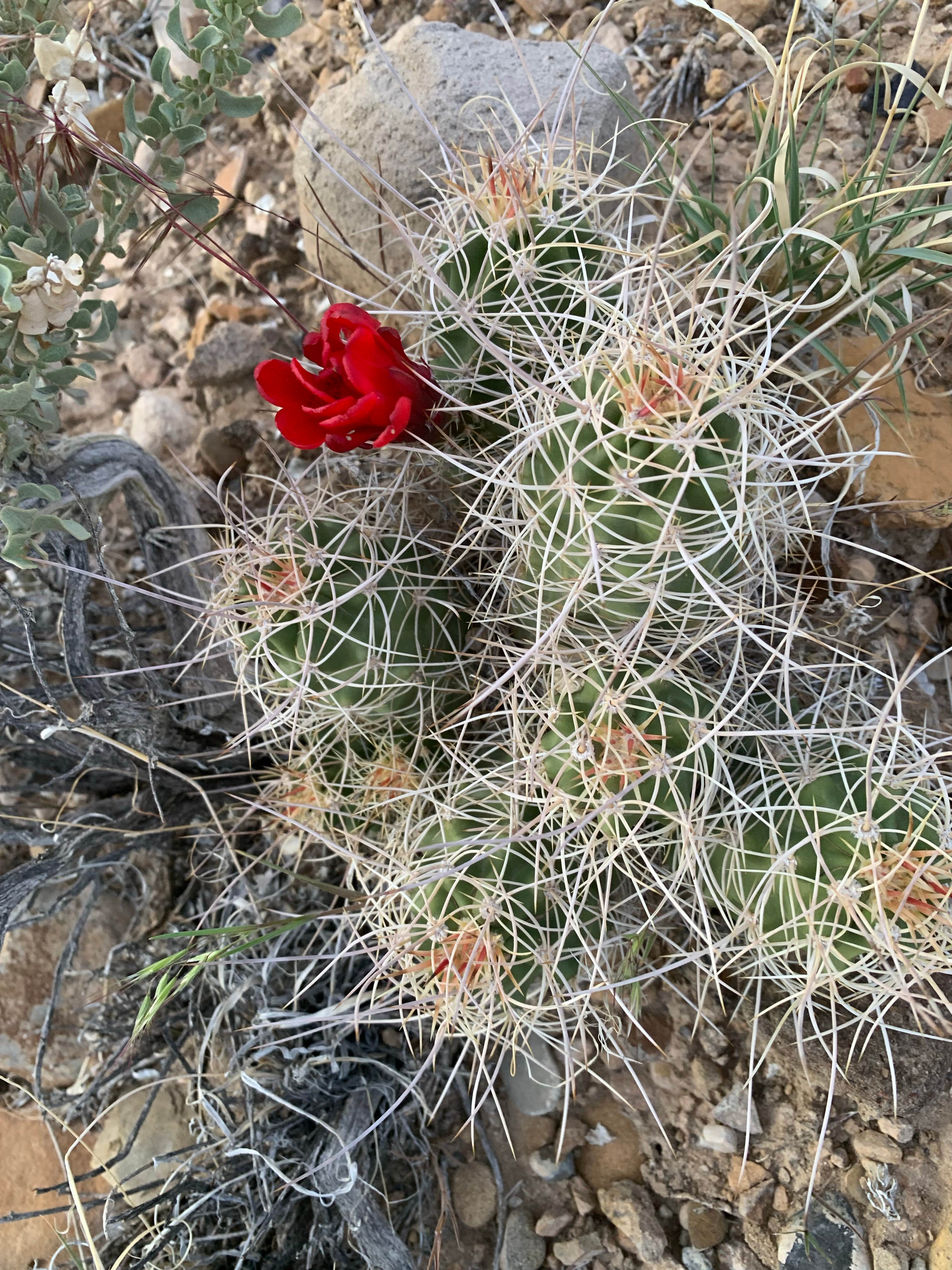 Camper-submitted photo at Woodside Lower Price River Road Dispersed near Sunnyside, UT